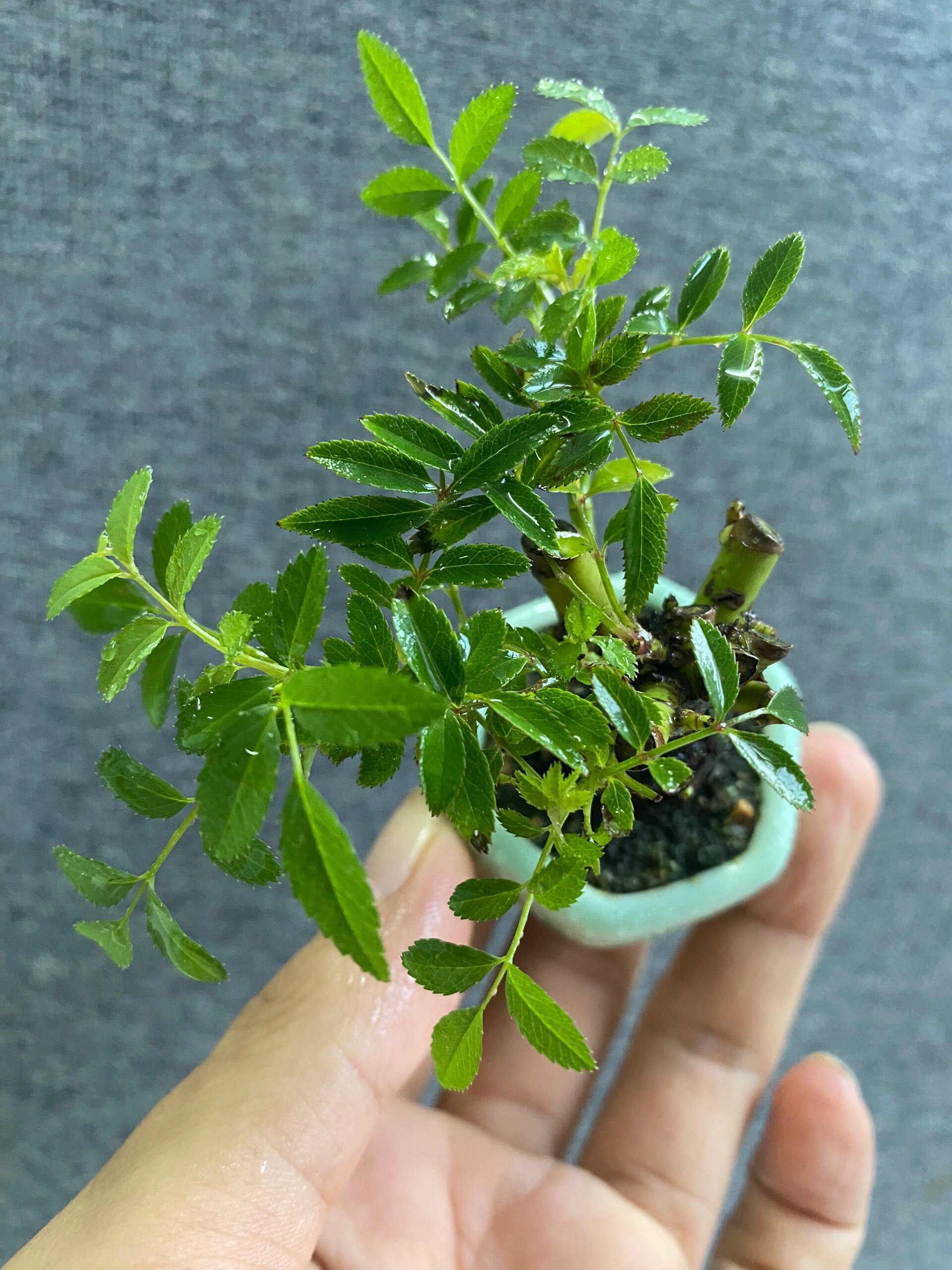 豆盆系列～姬蔷薇  99姬蔷薇盆景是一种以姬蔷薇(rosa multiflora)