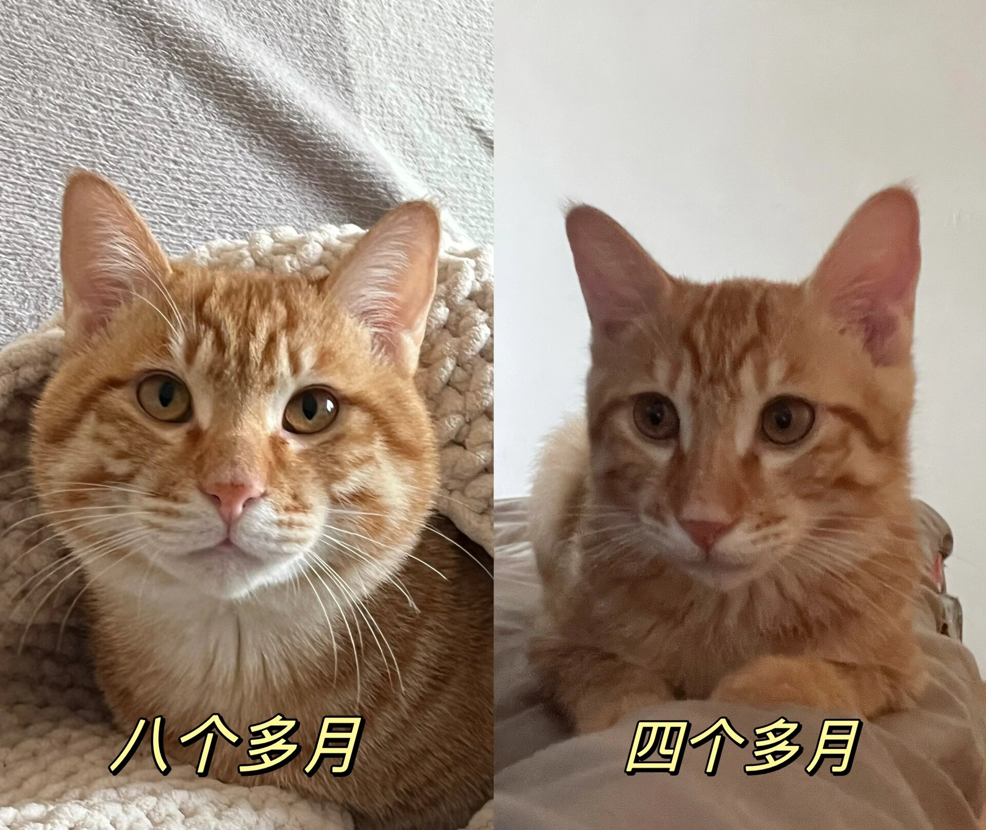 8月龄橘猫发腮前后对比