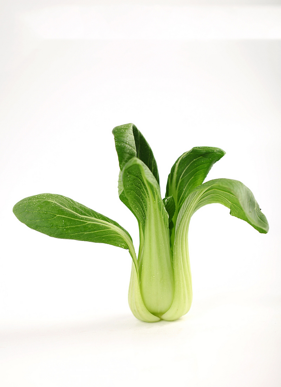 蔬菜-新鲜小白菜绘画素材02油菜拍照 油白菜,苦菜,是十字花科植物