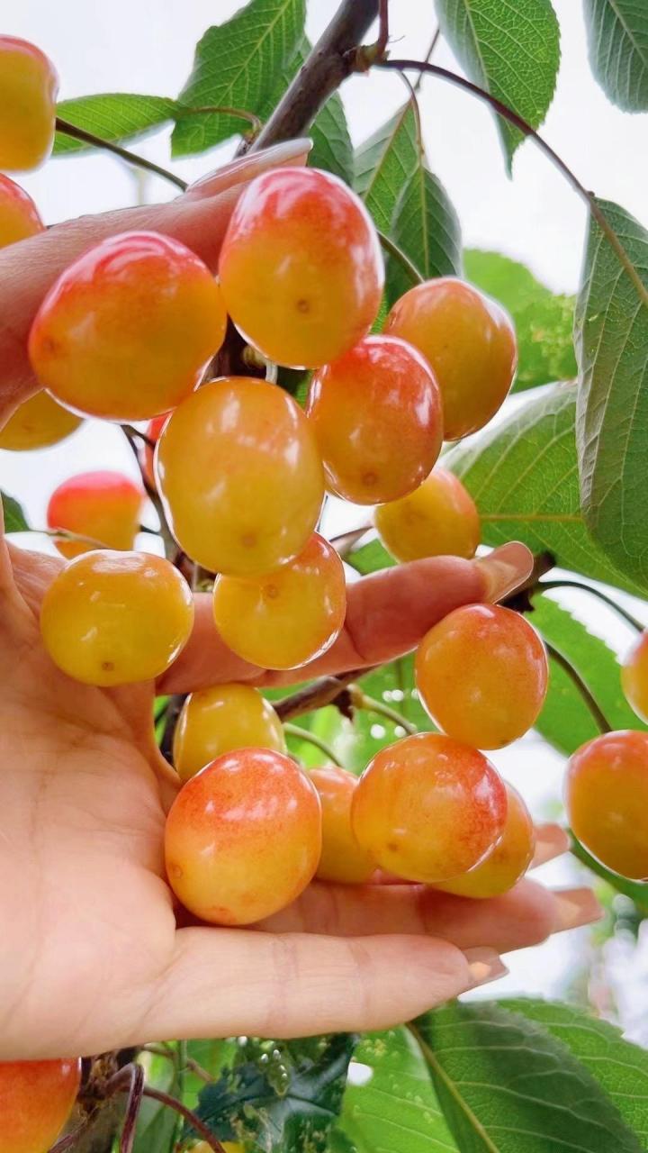 十几二十块钱的黄蜜大樱桃.每年五月底六月初,樱桃开始陆续下树!