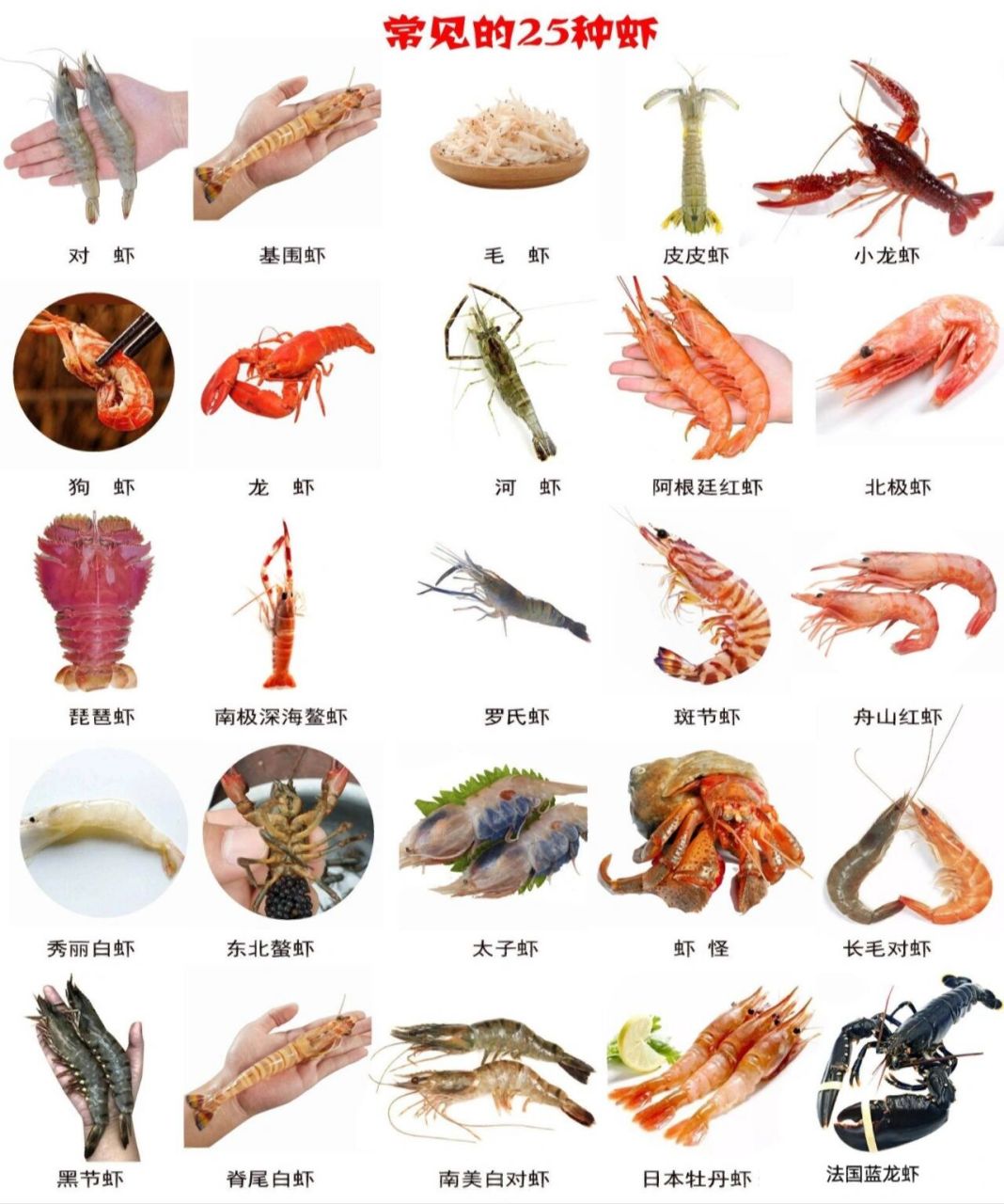 喜欢吃虾的吃货们,虾的种类你认识几种?