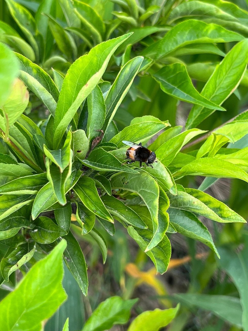 这应该是像苍蝇的蜜蜂吧 背上有点黄色毛茸茸的,但是翅膀和眼睛就和