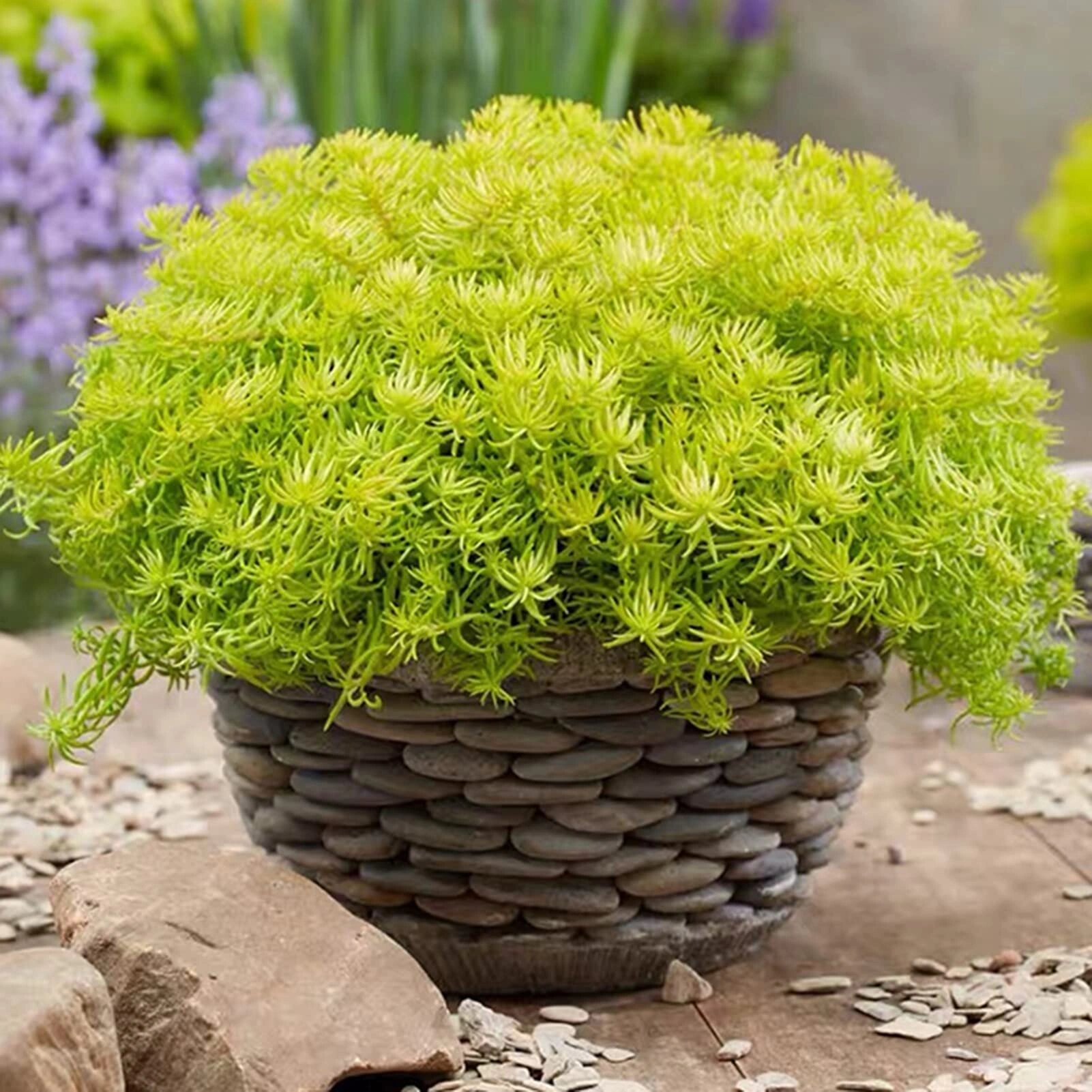 今日植物分享-佛甲草 【本期植物】:佛甲草 【拉丁学名】:sedum line