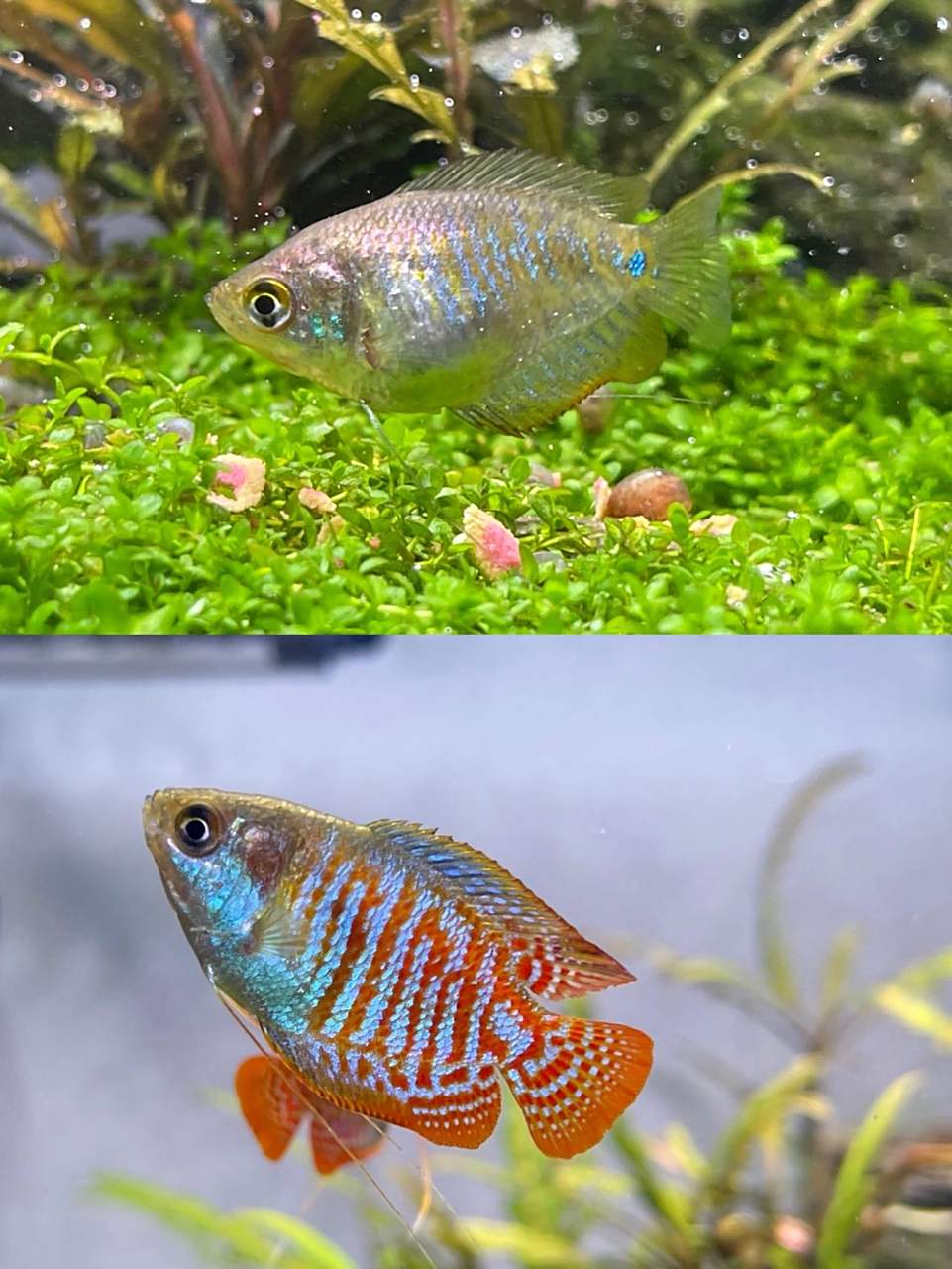 丽丽鱼公母分别 (上面母鱼) -体型比较短 -肚子比