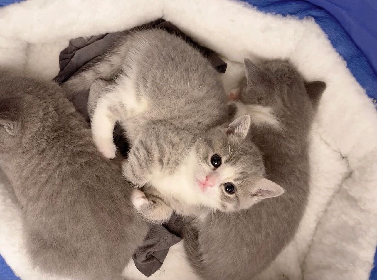 混种配猫不一定丑(英短蓝白配种狸猫) 前面发了蓝白英短(猫爸)和狸猫