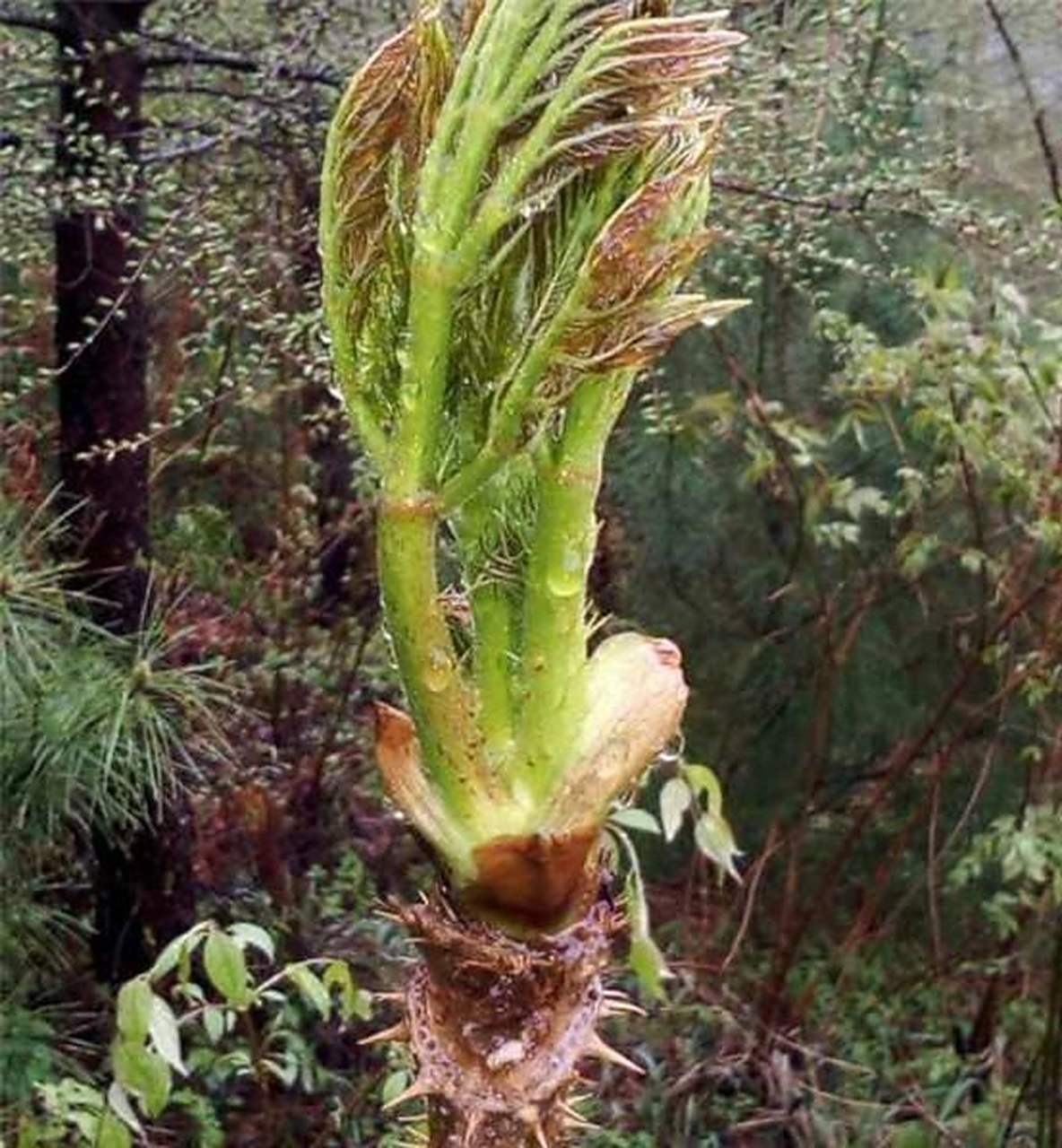 带刺的野菜刺嫩芽长在哪!