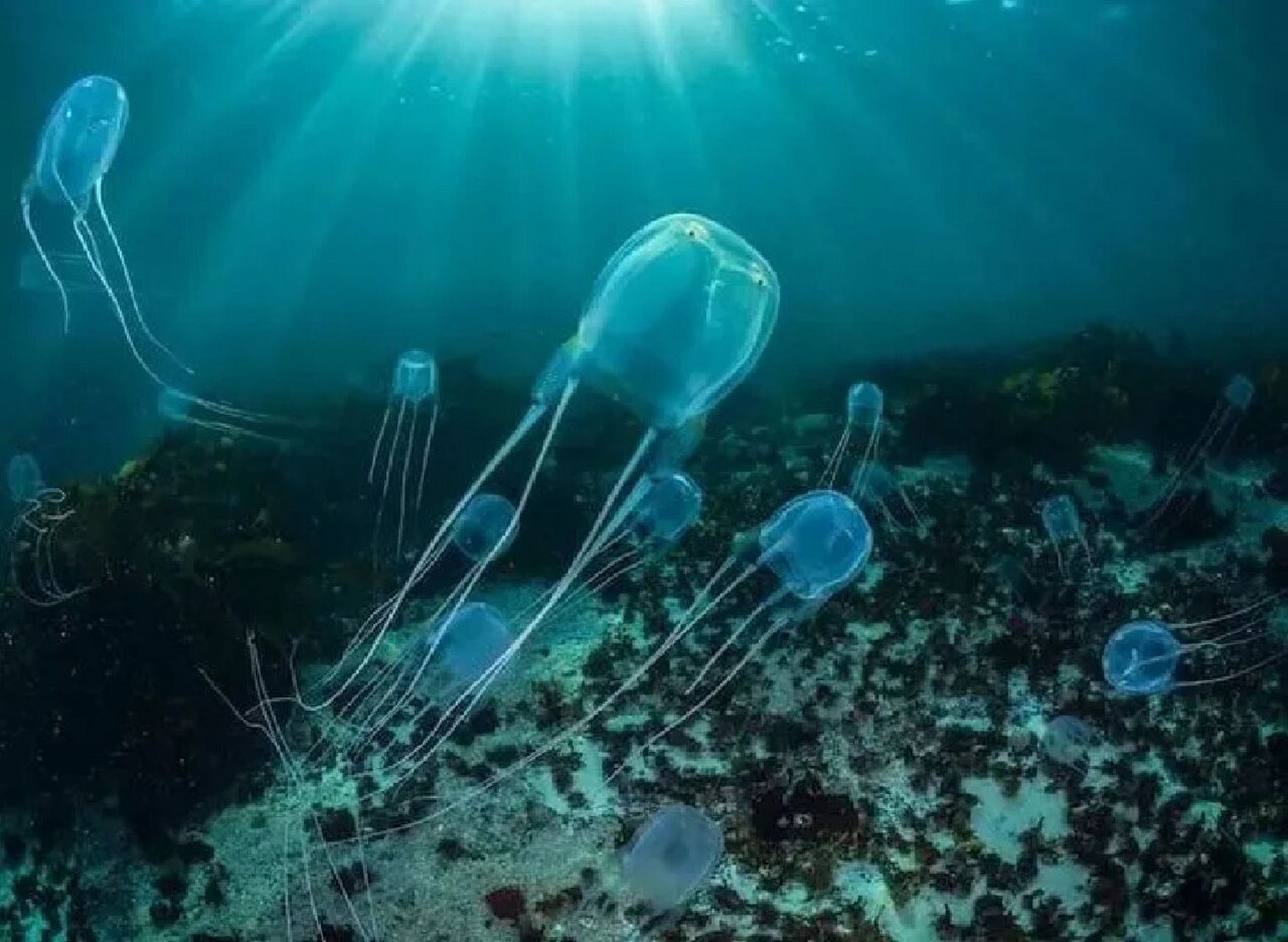 95简介:通体透明的箱形水母是海洋中的危险毒物,澳大利亚箱型水母更