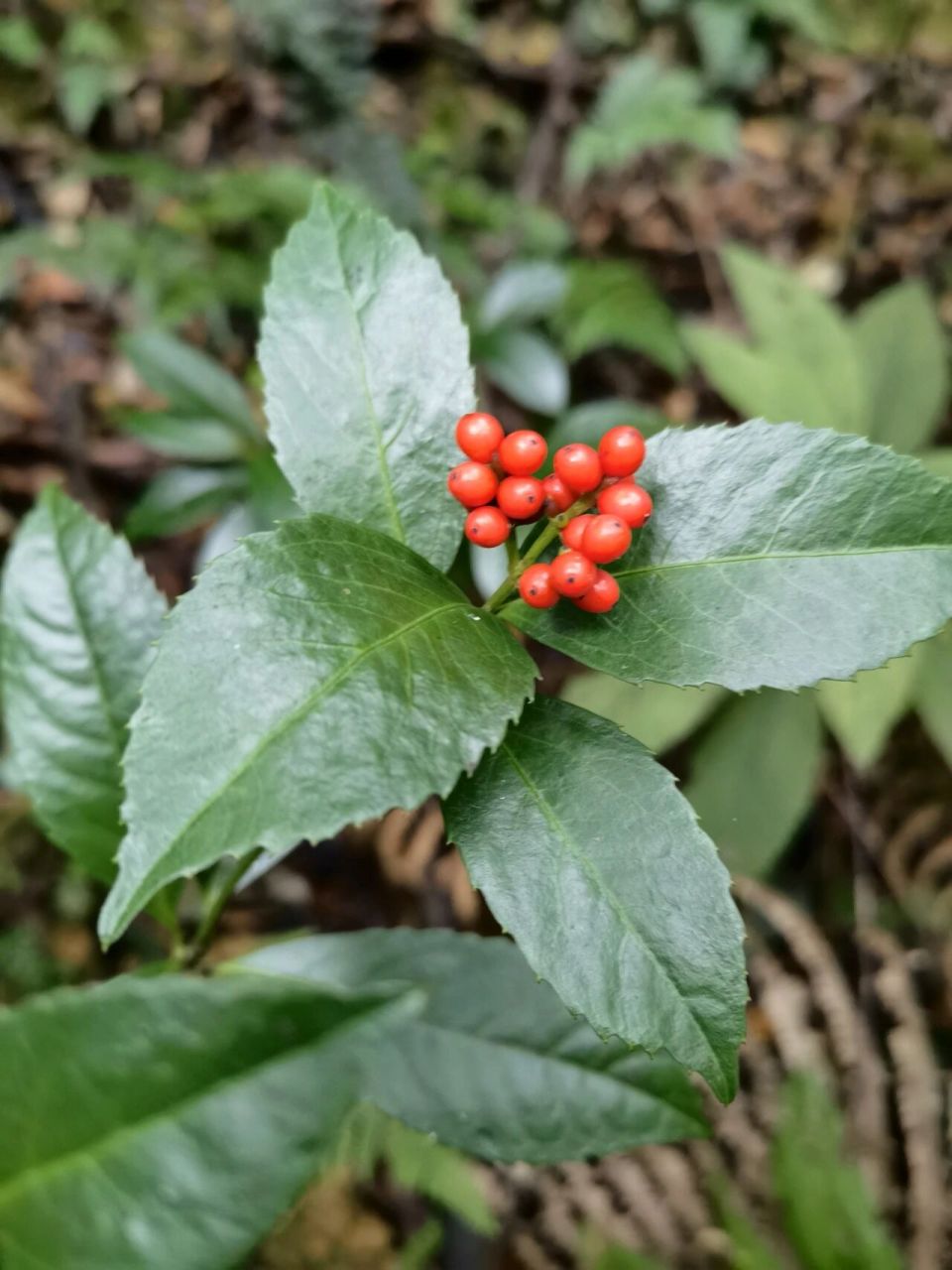 草皮珊瑚种类图片