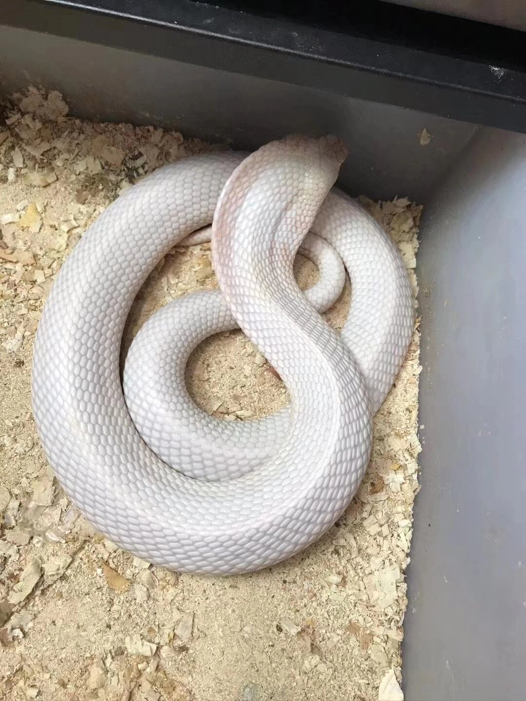 一家子高颜值#粉色眼镜蛇