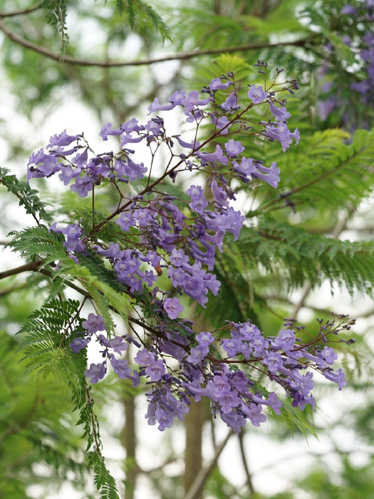 身边的植物31 - 蓝花楹 蓝花楹 jacaranda mimosifolia 唇形目紫葳科