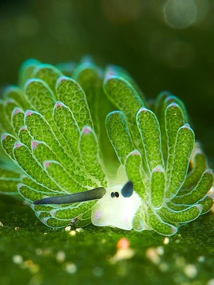 每天认识一种神奇动物98小绵羊海蛞蝓 小绵羊海蛞蝓(kuò yú) (学