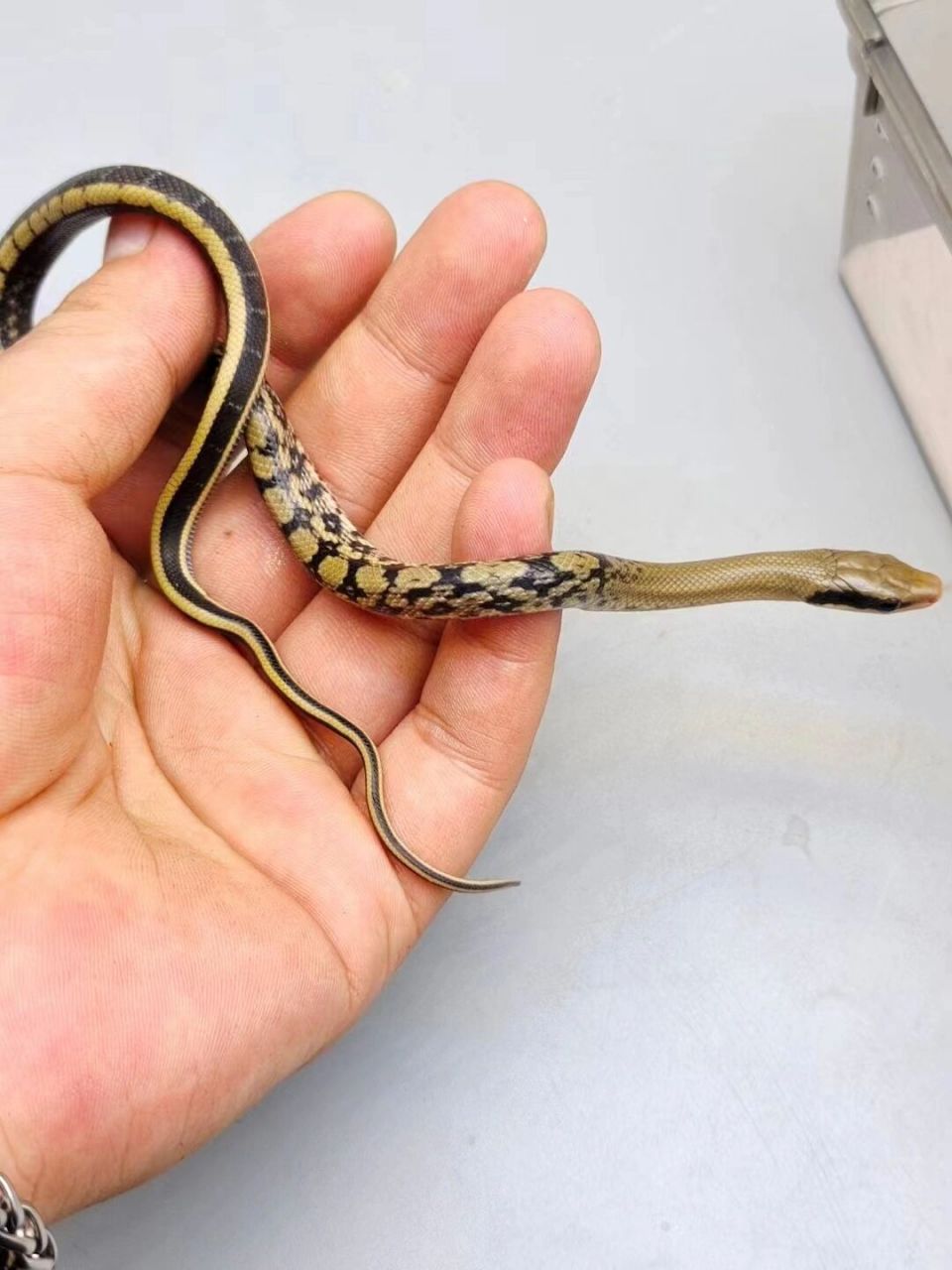 黑眉锦蛇 目前就出壳两条,手慢无 黑眉锦蛇 199