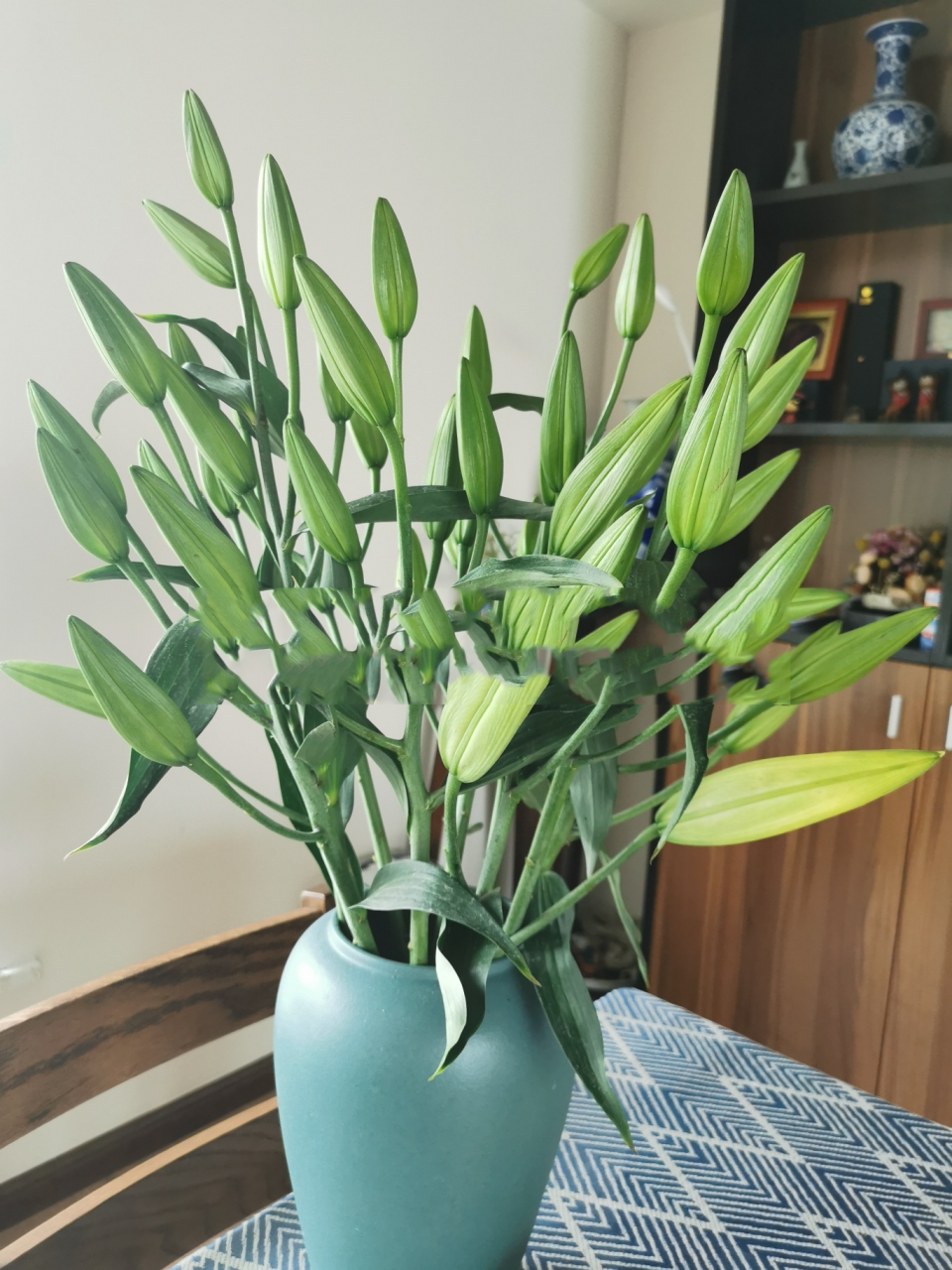 a级多头黄金甲百合 a级多头黄金甲,开花直径远超30cm,杆子粗,花苞又大