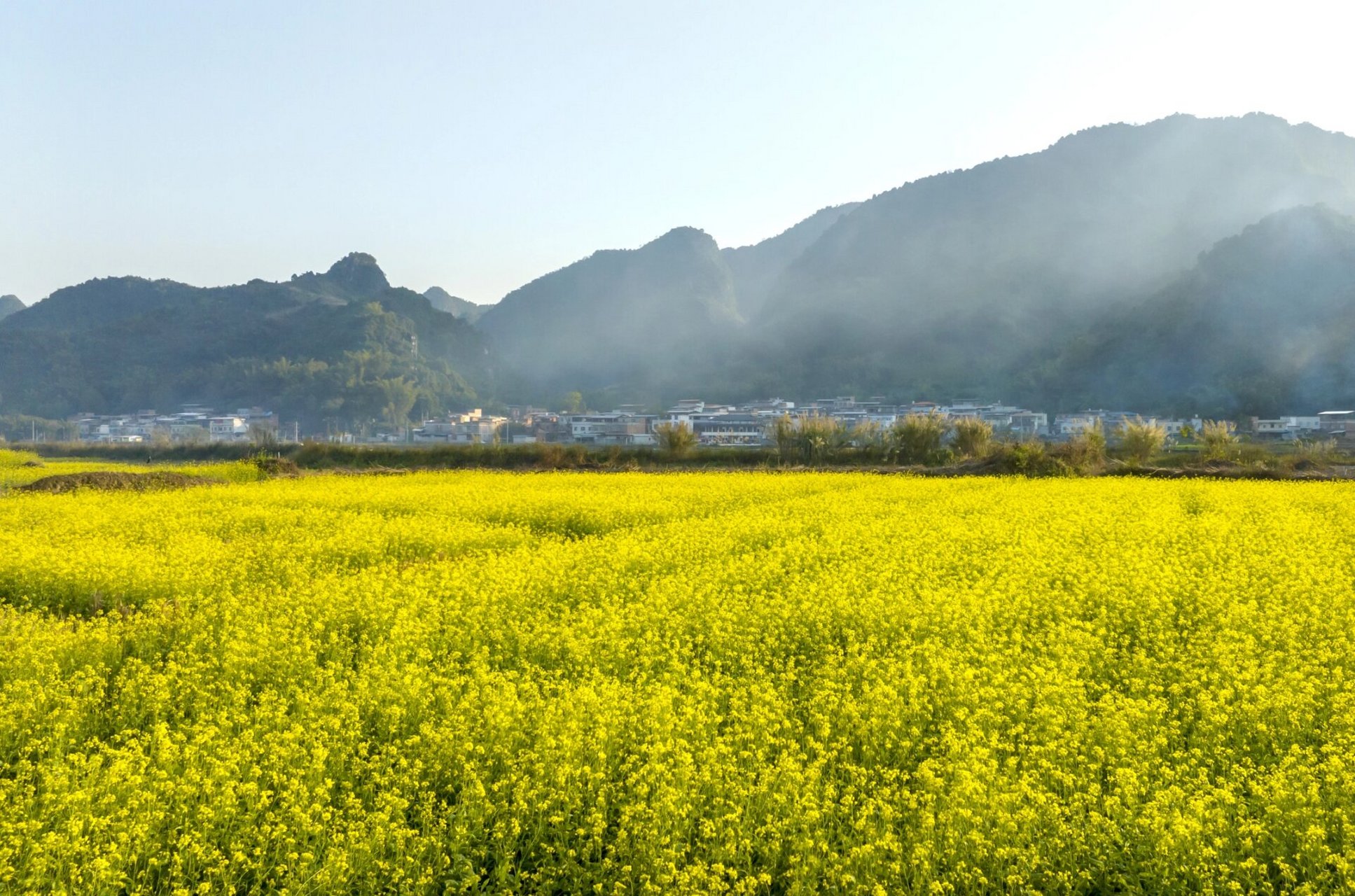 上林油菜花图片