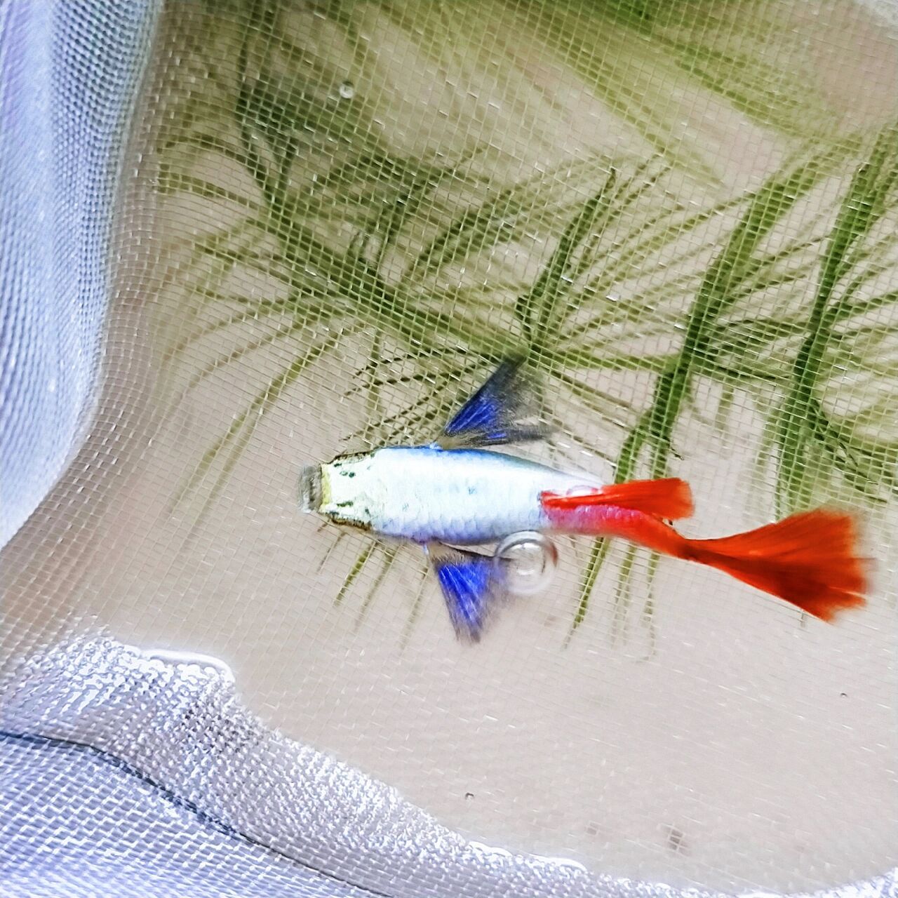 大耳朵孔雀鱼    大耳孔雀鱼无穷魅力—— 对味东方审美的颜色搭配