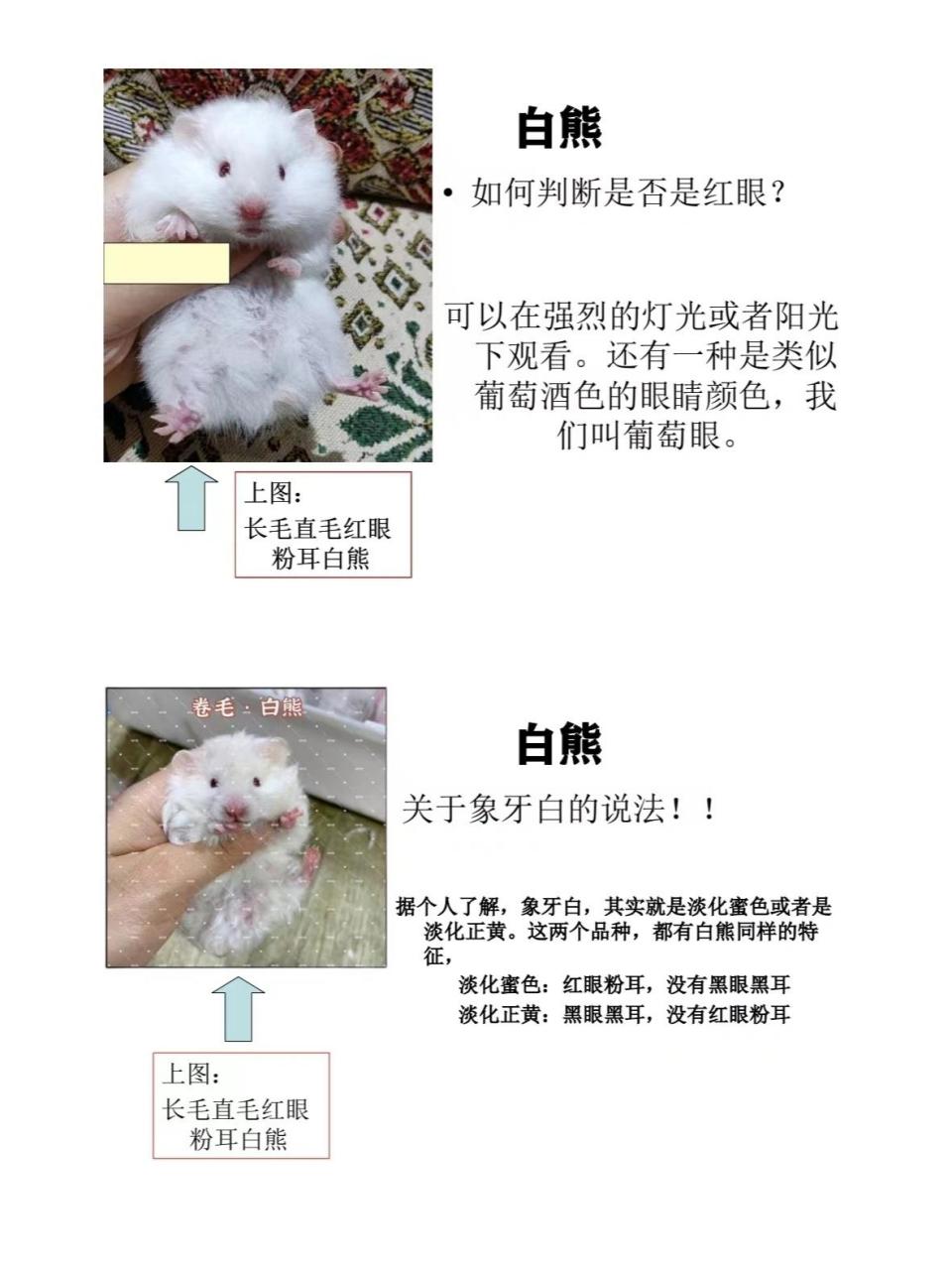 建议收藏. 金丝熊仓鼠白熊品种细分图.建议收藏.