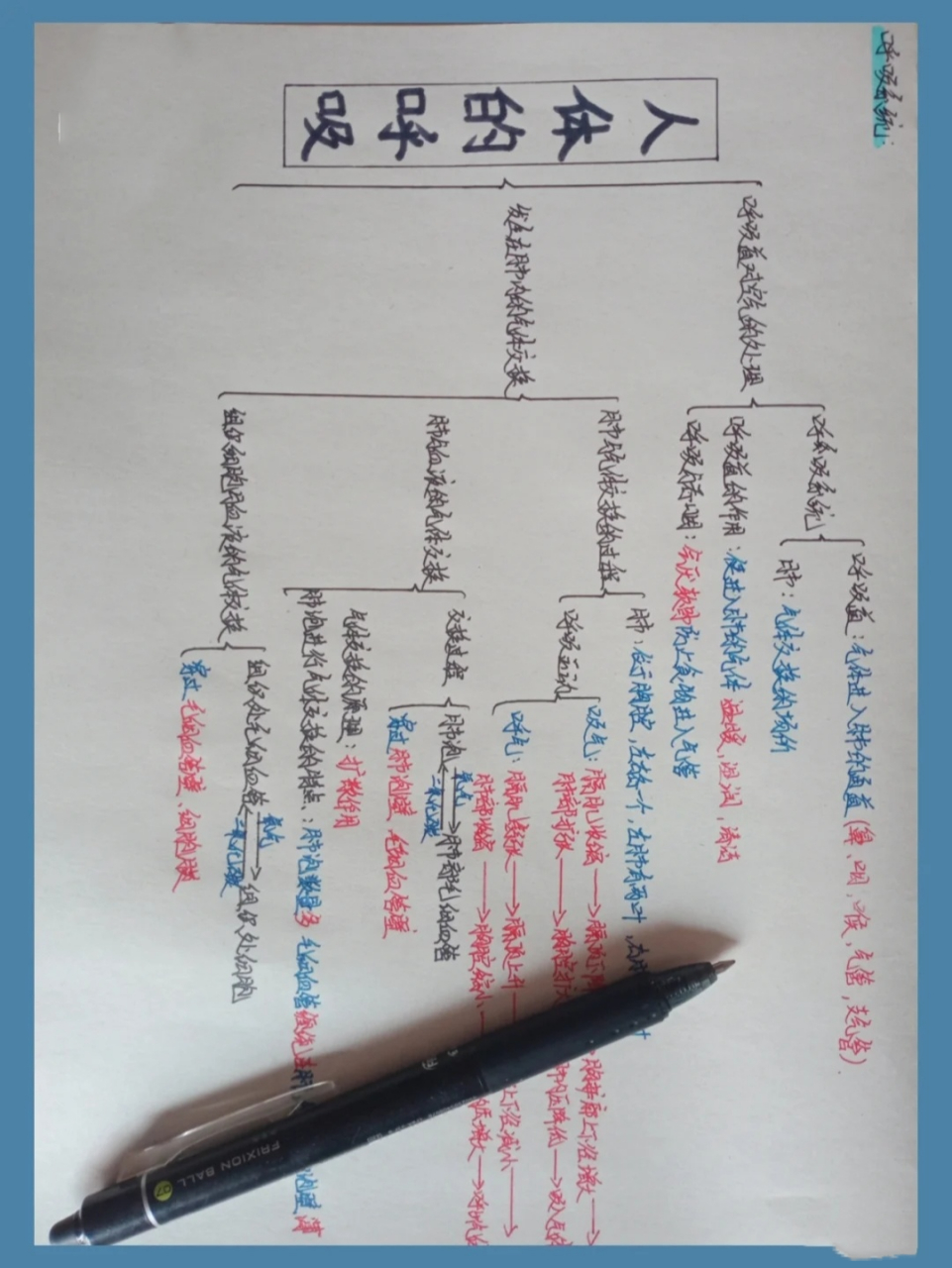 七下生物思维导图第三章呼吸系统(27ω27) 七下生物思维导图第三