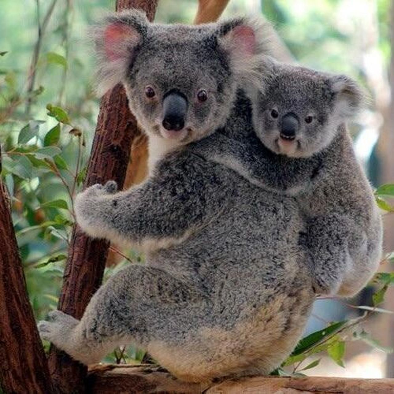 可爱的肥宅国宝——考拉  又叫 ,世界最可爱动物排行榜第15名.