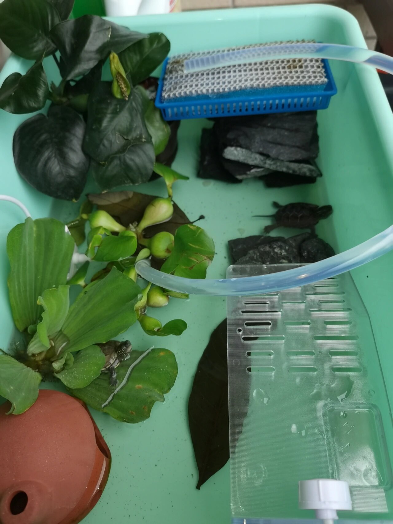 低成本自制生态龟缸