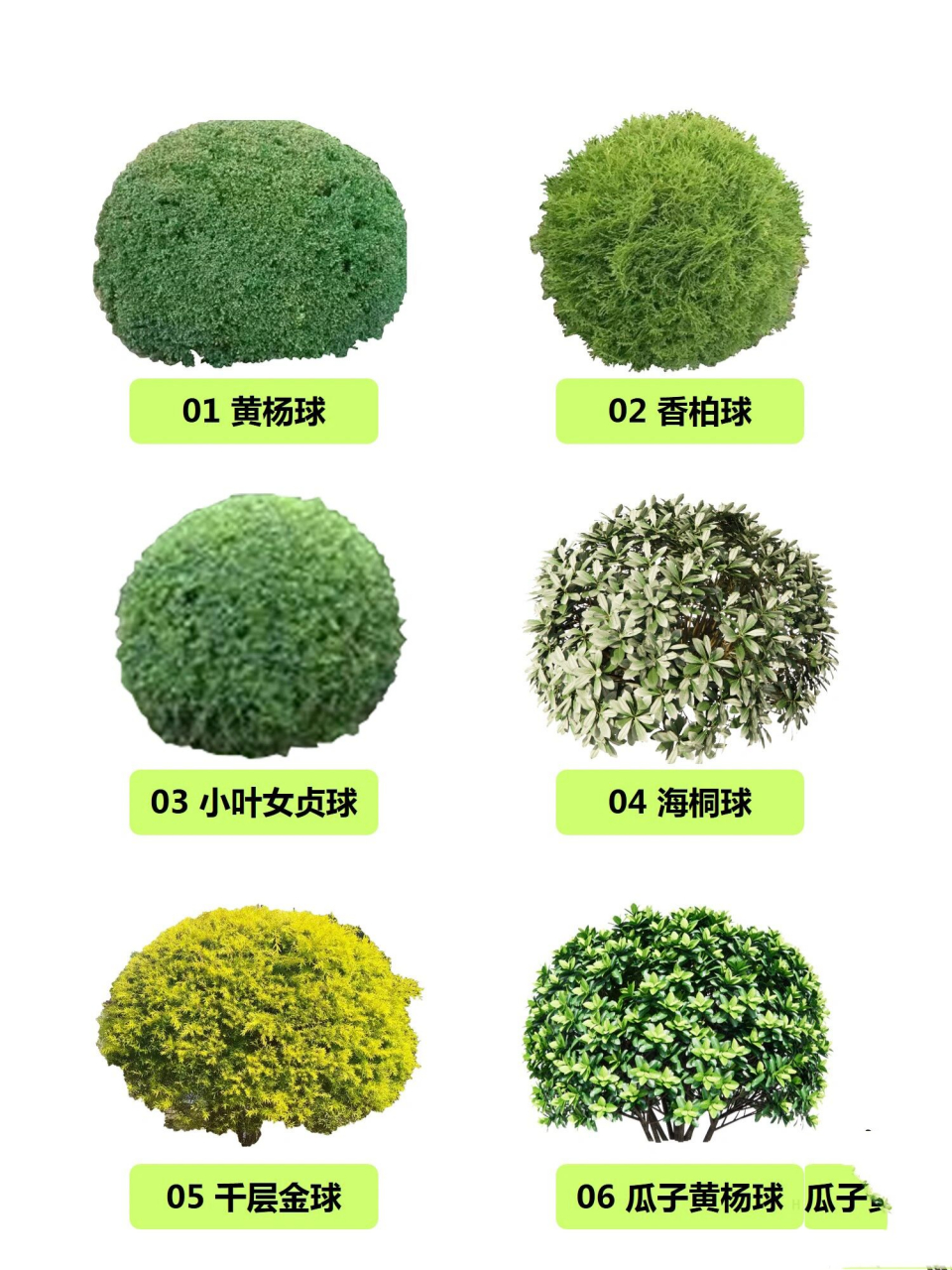 50 各种球状花园常用植物,快码住【1】