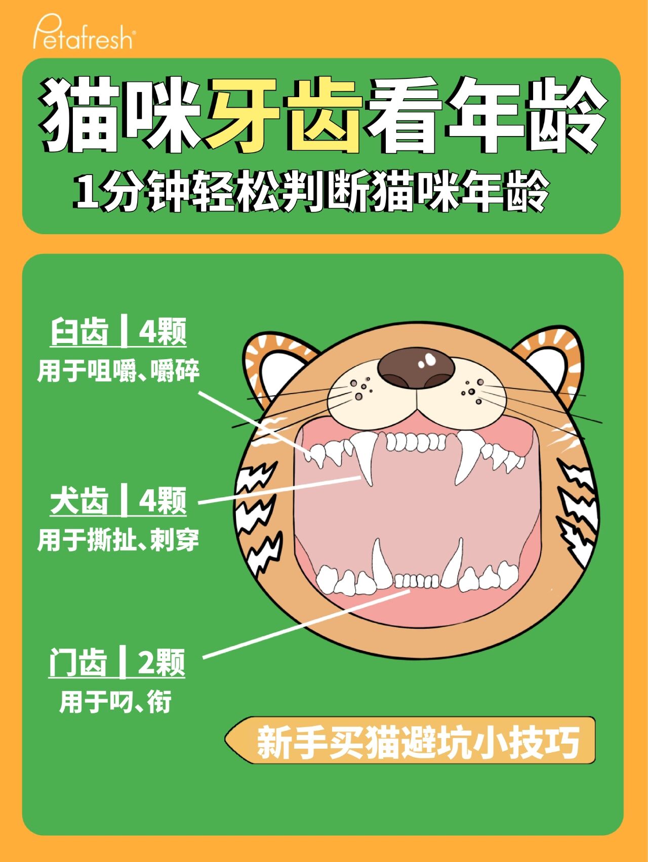 轻松判断猫猫年龄～ · ?2周长出门齿上下两排