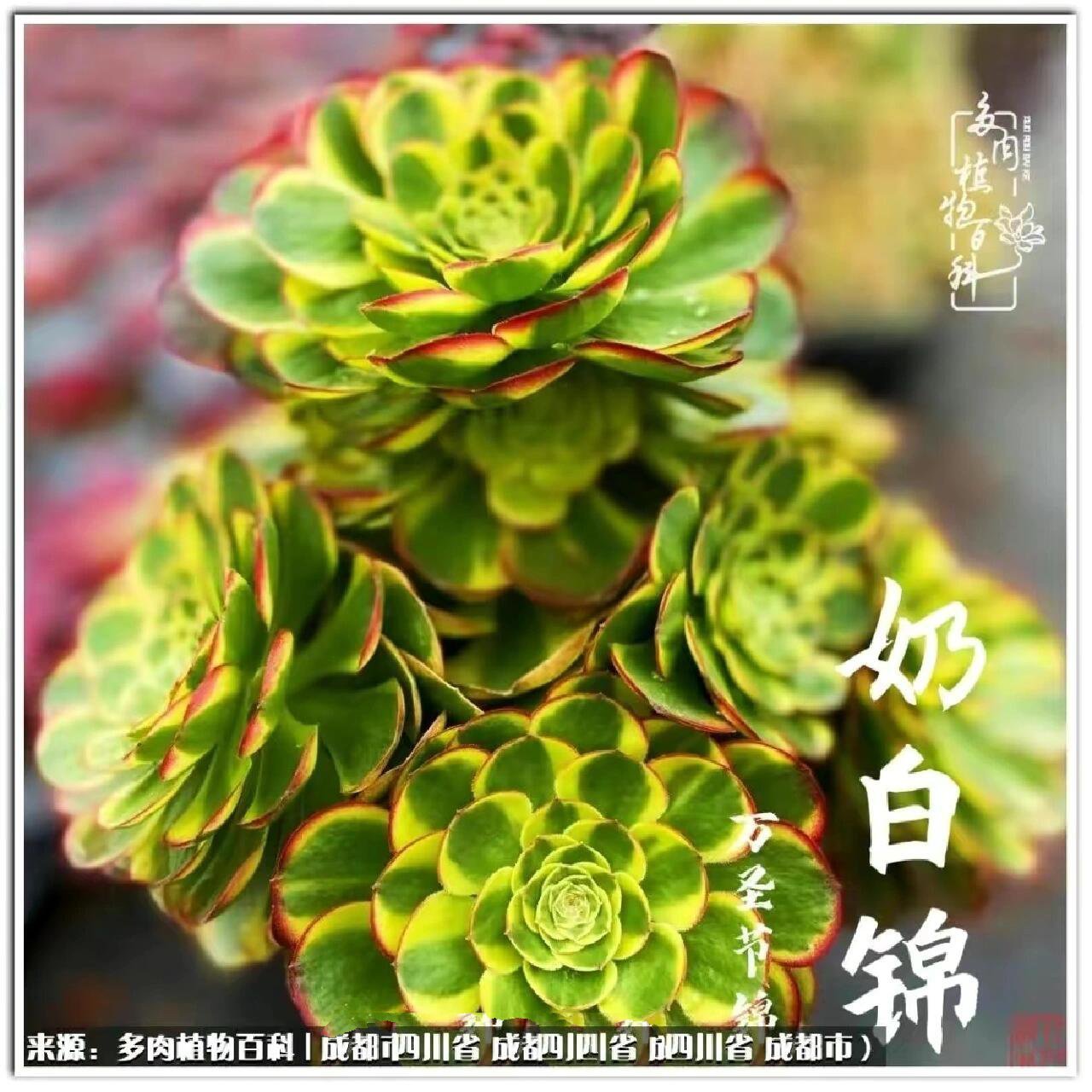 多肉法师 万圣节奶白锦 万圣节也出了很多法师锦品种,奶白锦是其中