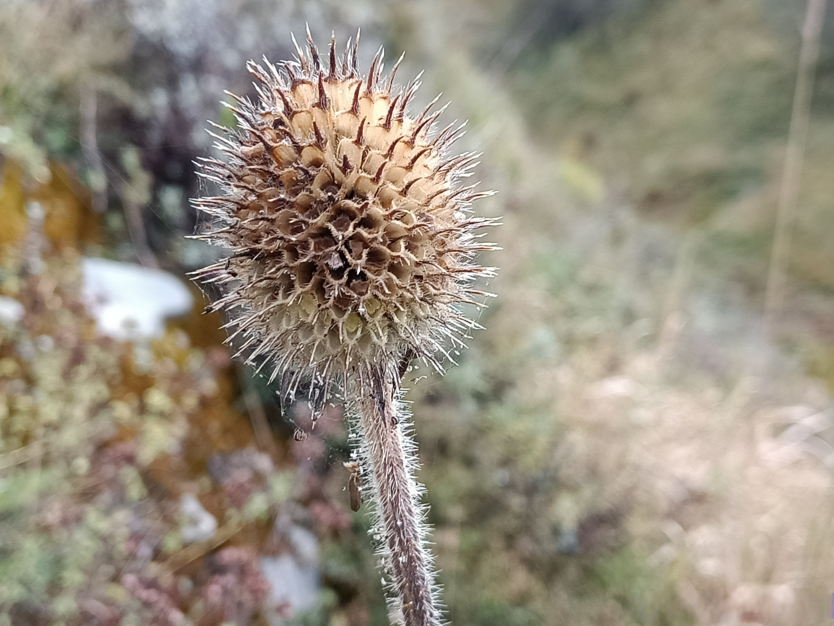 不得不爱的高山植物#随手拍# 图1:小檗(bò),很大概率是云南小檗