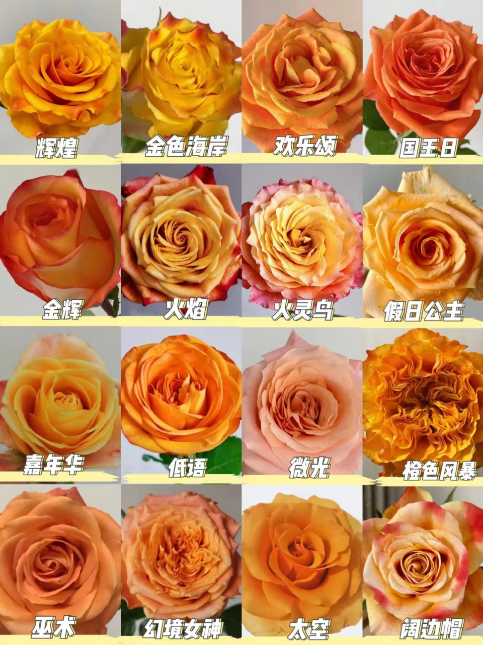 识花系列 | 一次认识16款橙色系单头玫瑰   辉煌 花瓣厚实圆润,色泽偏