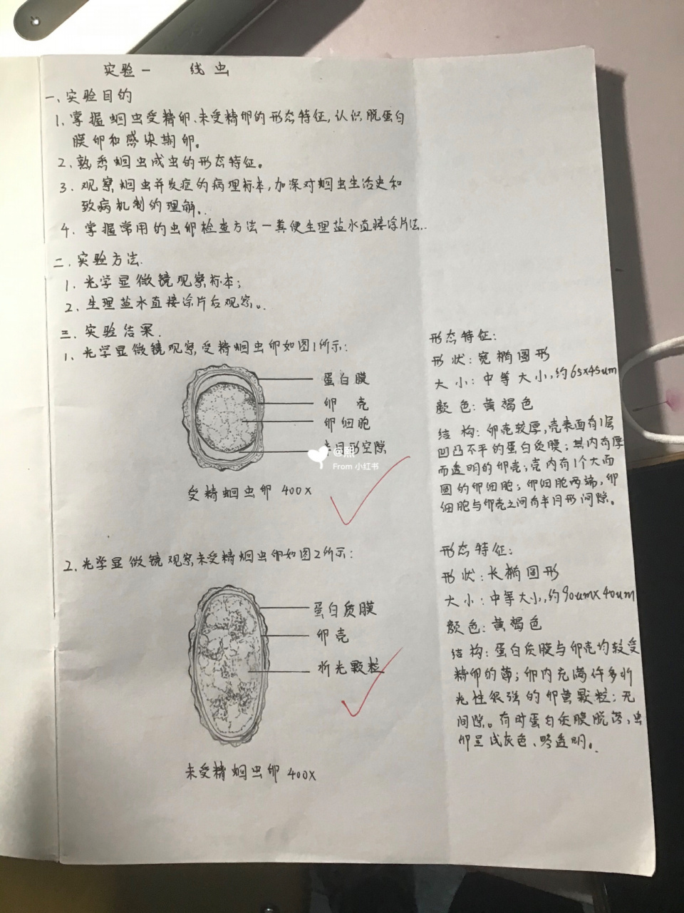 寄生虫实验报告(线虫) 蛔虫,肺吸虫,肝吸虫,血吸虫