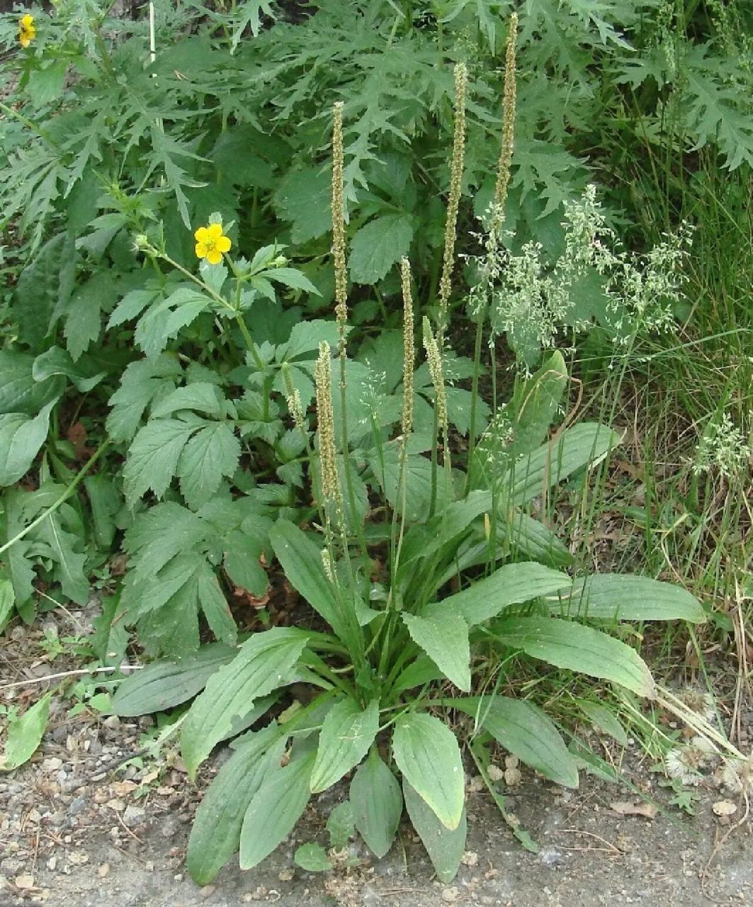 吉林省野菜——车轱辘菜(车前)  一种,大叶子,叶片光滑,根部薅出来的