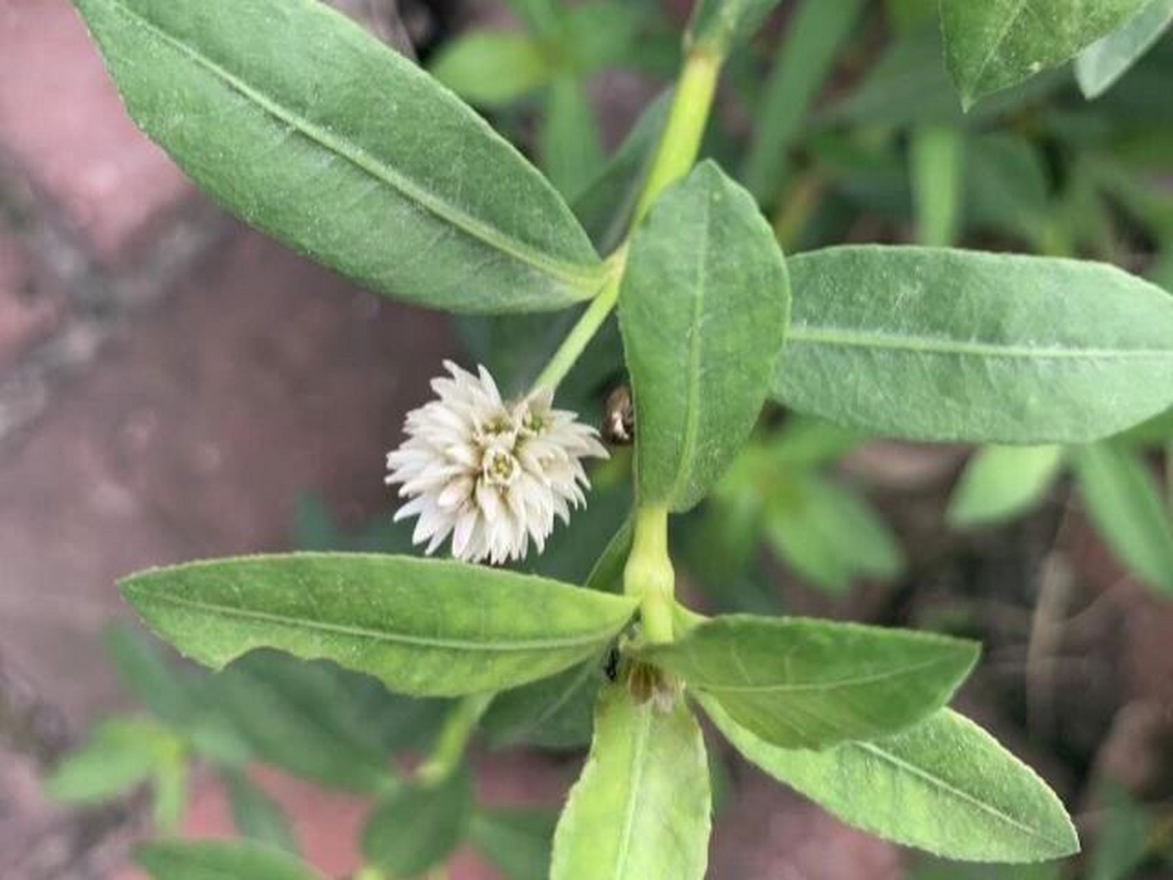 每日一花|莲子草 莲子草:又名满天星,虾钳菜,膨蜞菊等.