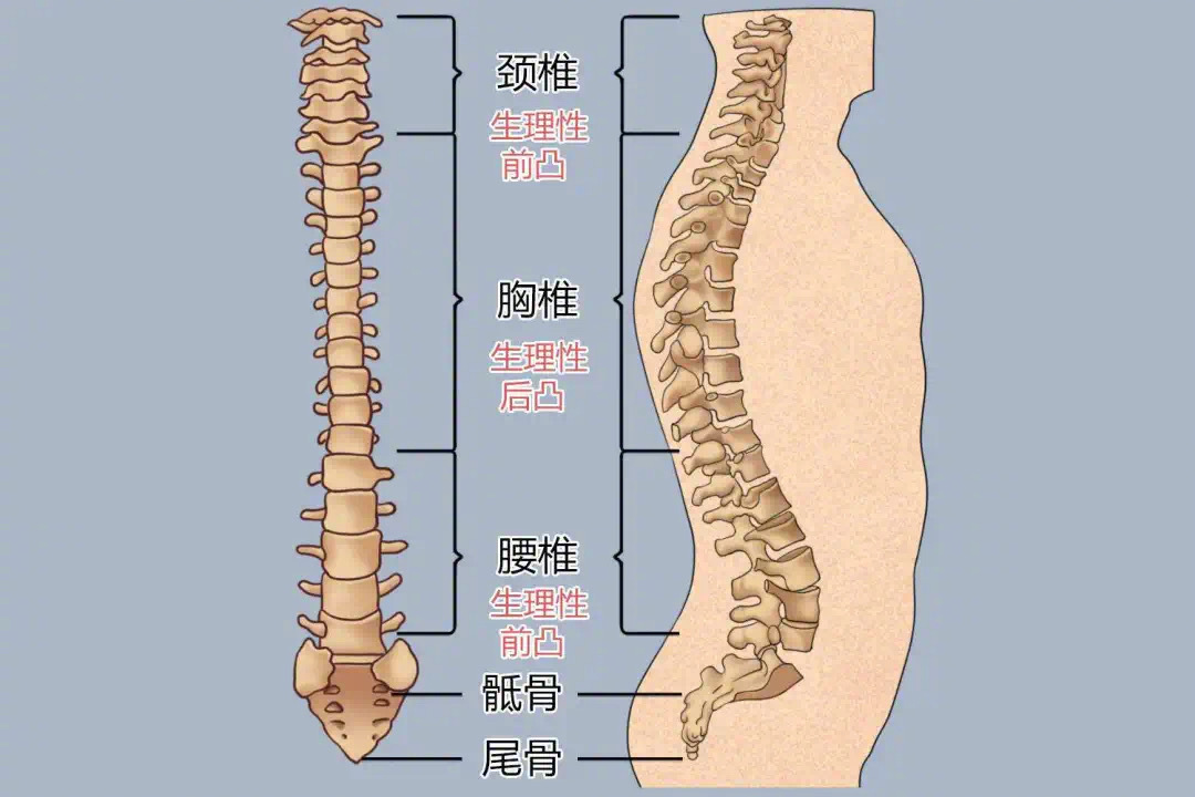 脊柱准确位置图图片