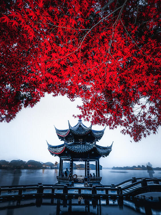 杭州枫叶🍁红了