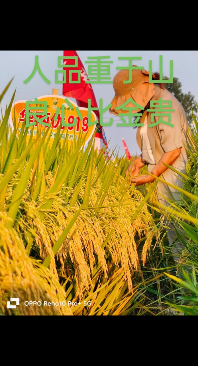 爆款热卖中 农资经销 科学选种助农增收 华两优919矮秆,大穗,抗病,抗