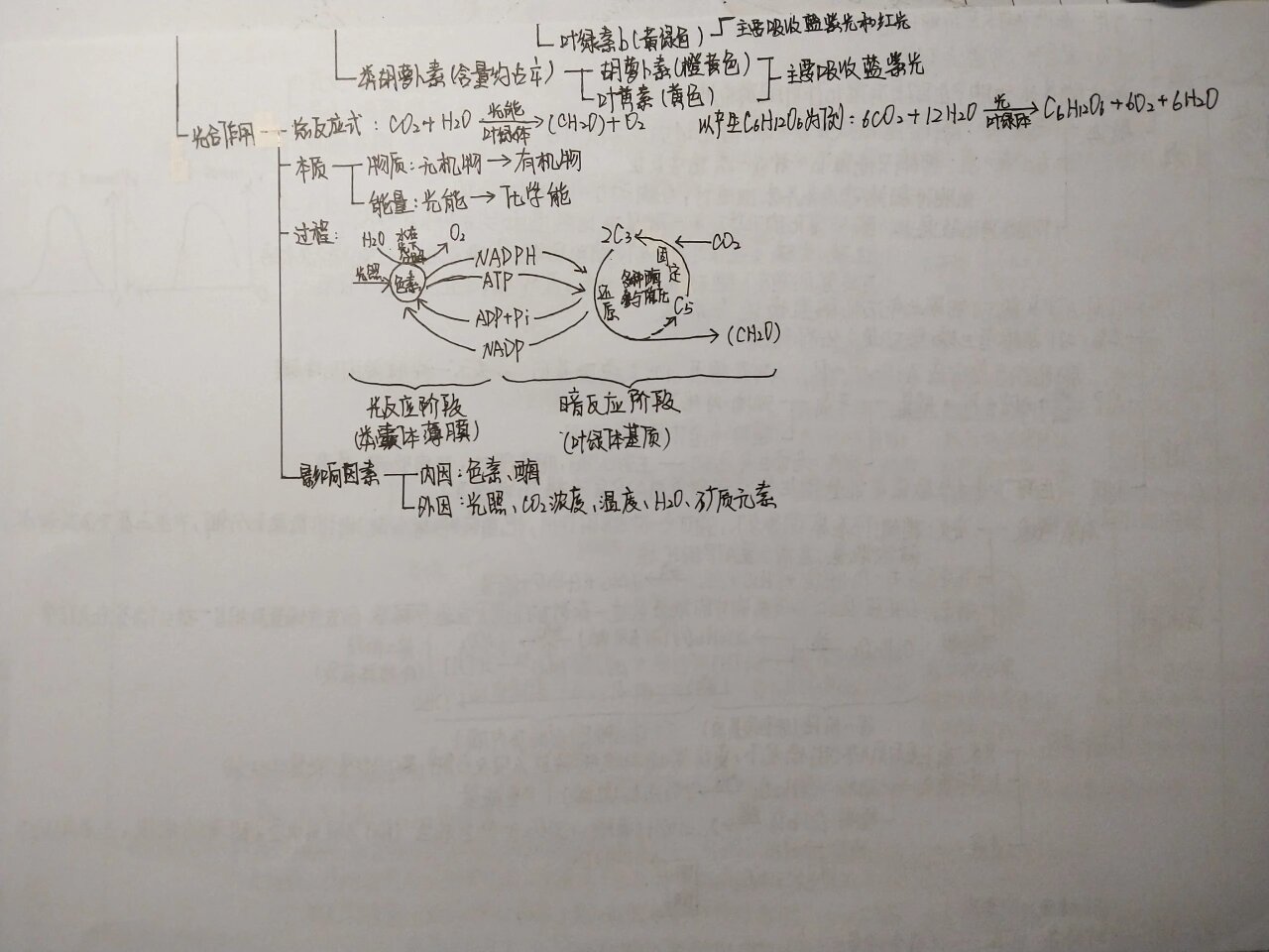 新教材生物必修一第五章思维导图