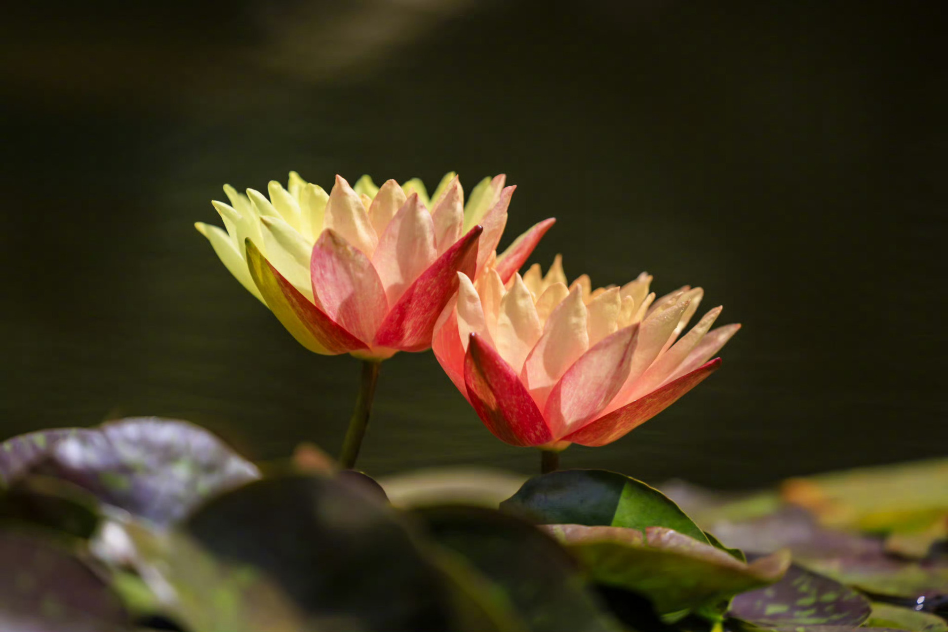 近日,云南昆明大观楼双色睡莲"万维莎"盛开