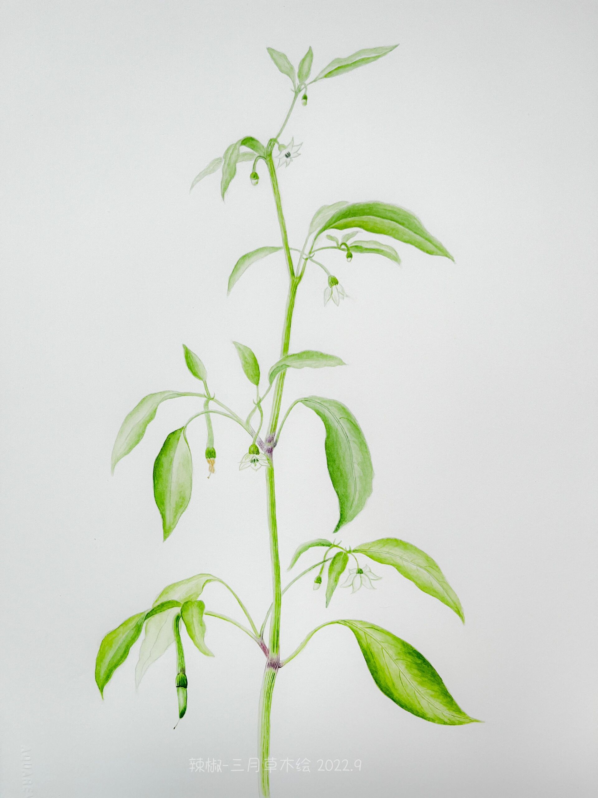 辣椒的一生(4幅):植株,花,果