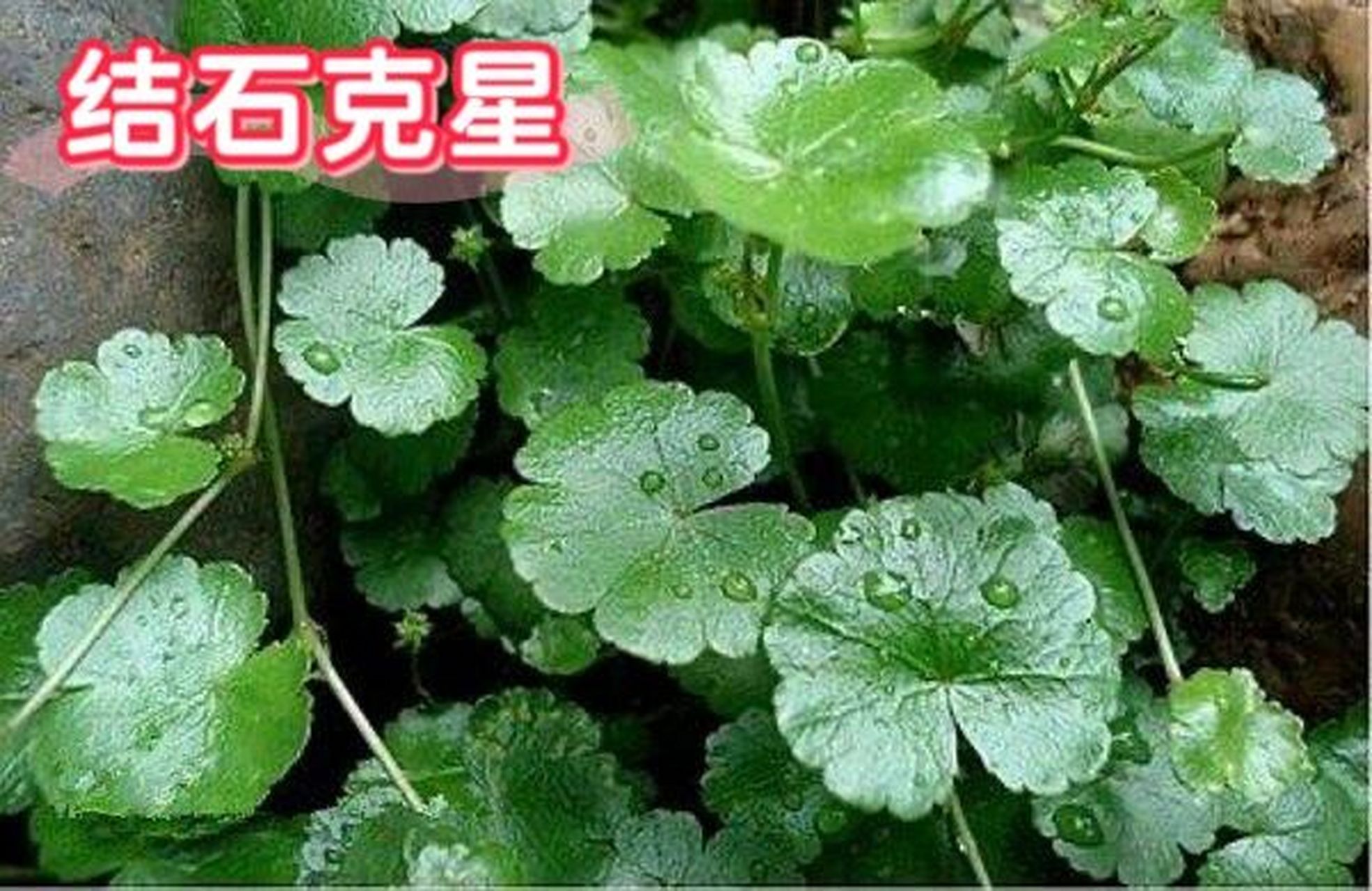 "结石克星"你的家乡叫什么?