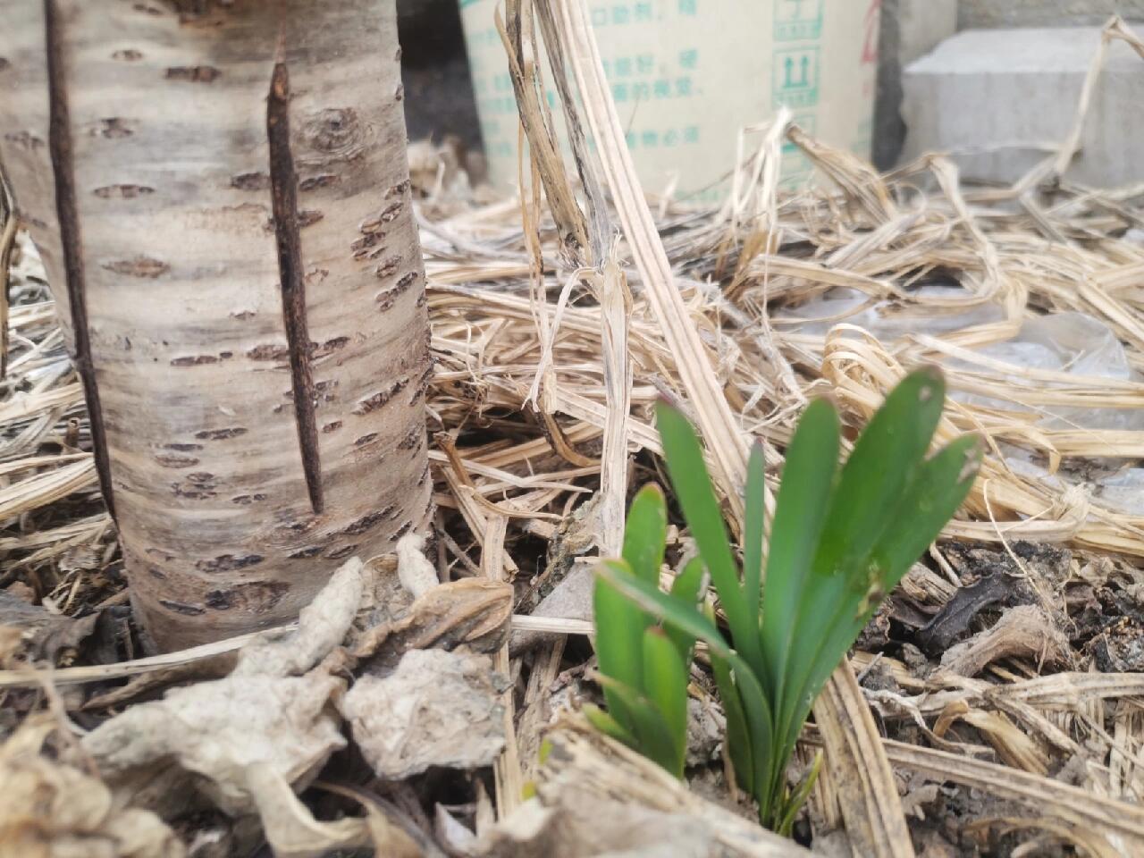 石蒜花叶子疯长不开花图片