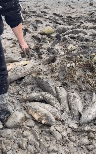 近日,汝河沙滩公园附近河道因放水导致水位骤降,大量鱼群滞留在遣滩