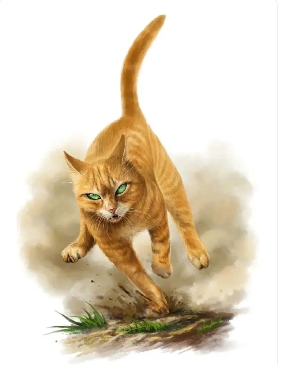 猫武士头像来啦! 可抱图