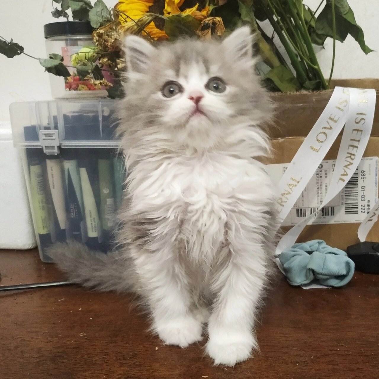 端午色长毛英短弟弟1888 包一针妙三多,端午色英短弟弟1888