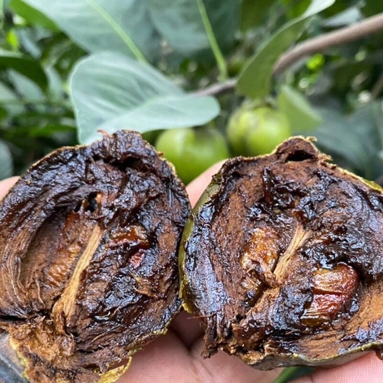 黑柿巧克力布丁果 #果树# #巧克力黑柿# #柿子# #巧克力黑柿苗