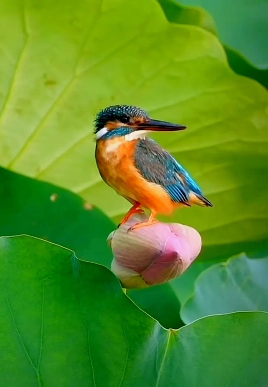 翠鸟与荷花手机随拍小鸟 随拍秋荷 手机随拍鸟