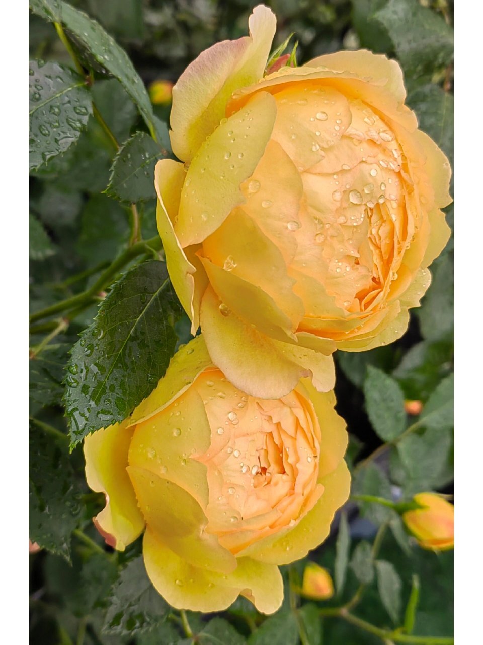 倾慕 月季 据说是夏洛特夫人的芽变品种 夏夫人比较橘色 这个比较明黄