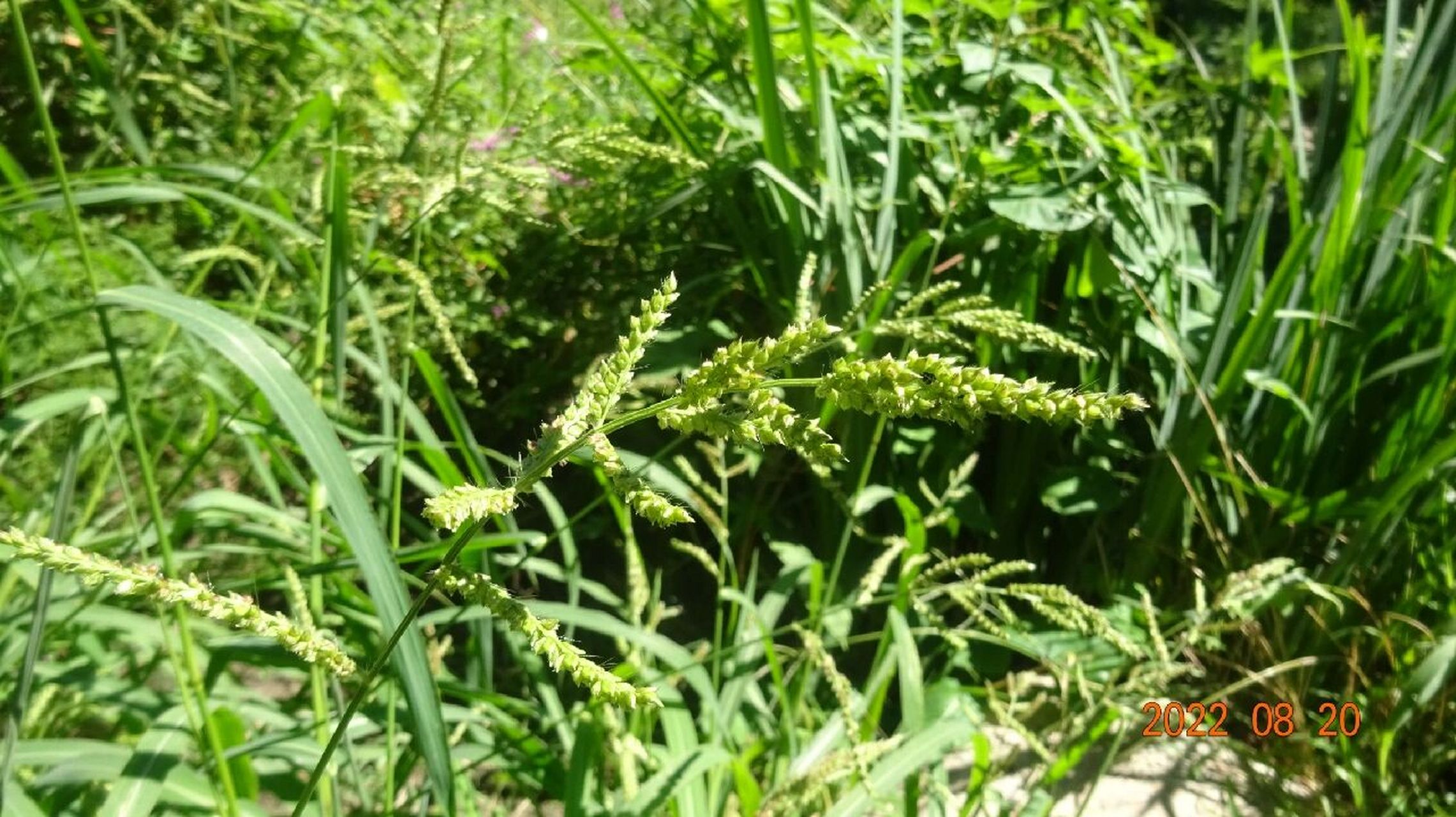 稗草,禾本科稗属一年生草本,著名农田杂草