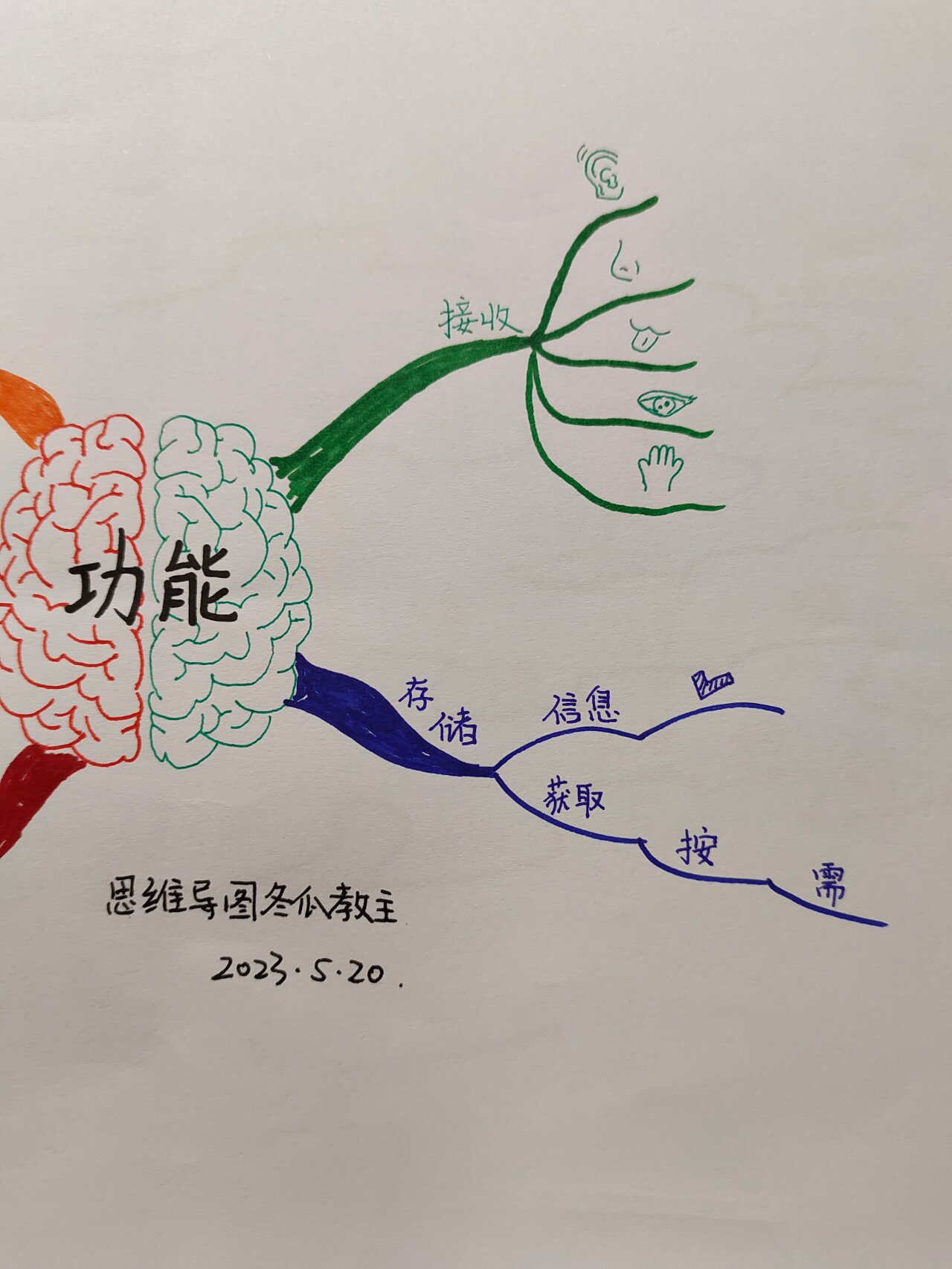 《大脑的功能》 思维导图图片版