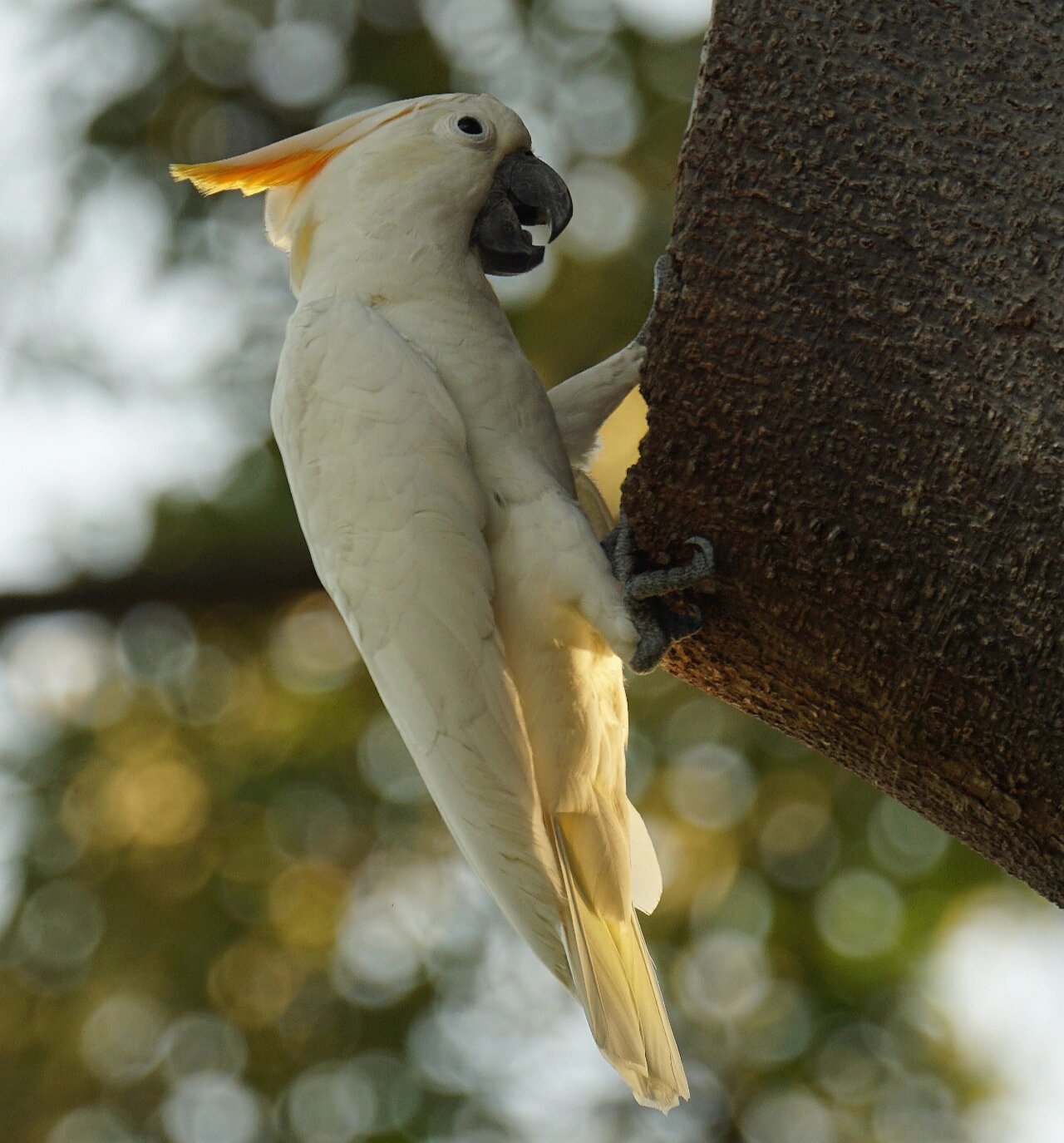 葵花凤头鹦鹉 (sulphur-crested cockatoo) 葵花凤头鹦鹉,又称大葵花