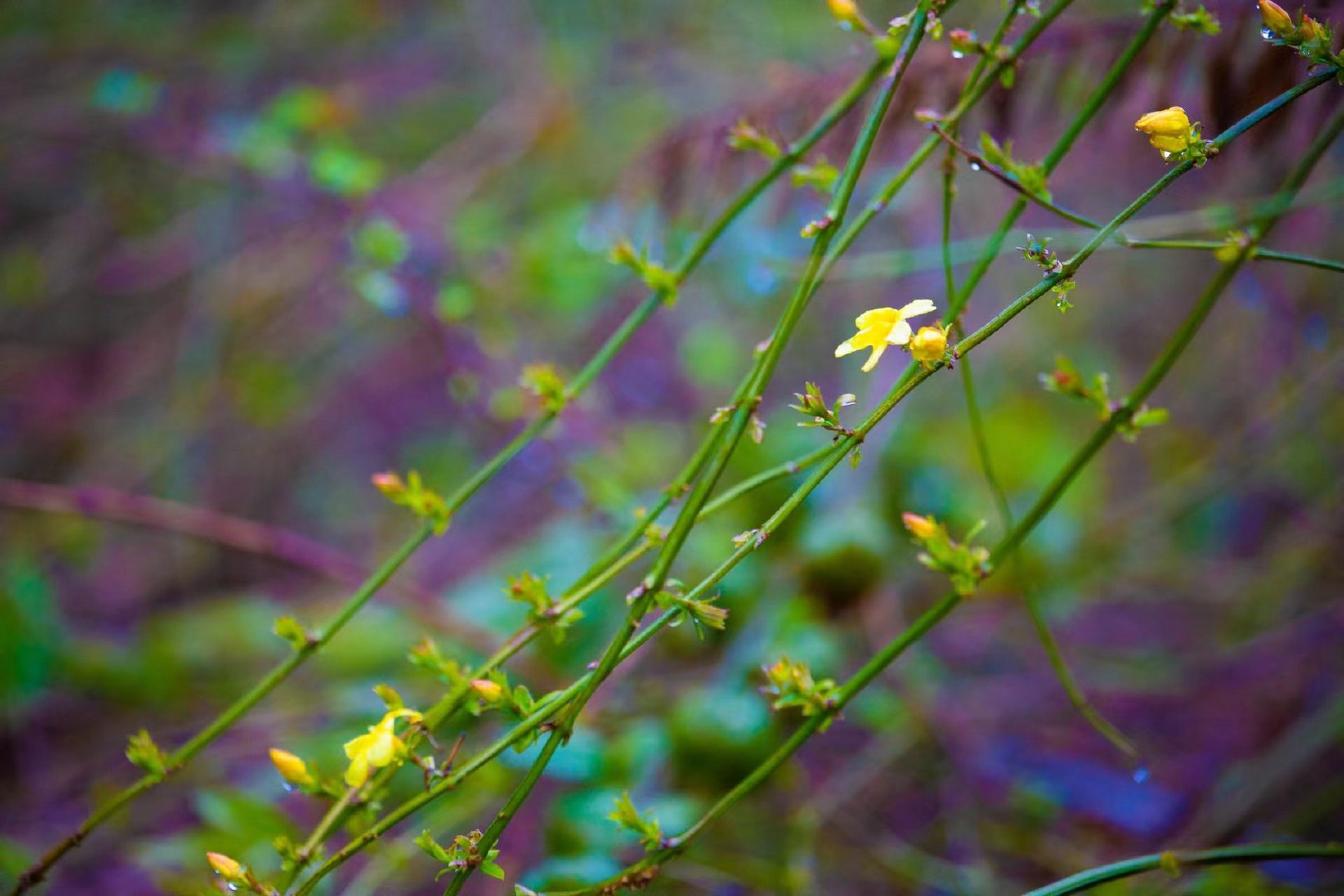 【迎春花开万物生】#美丽宁波##连通区县#在浓艳热烈的繁花中,总有