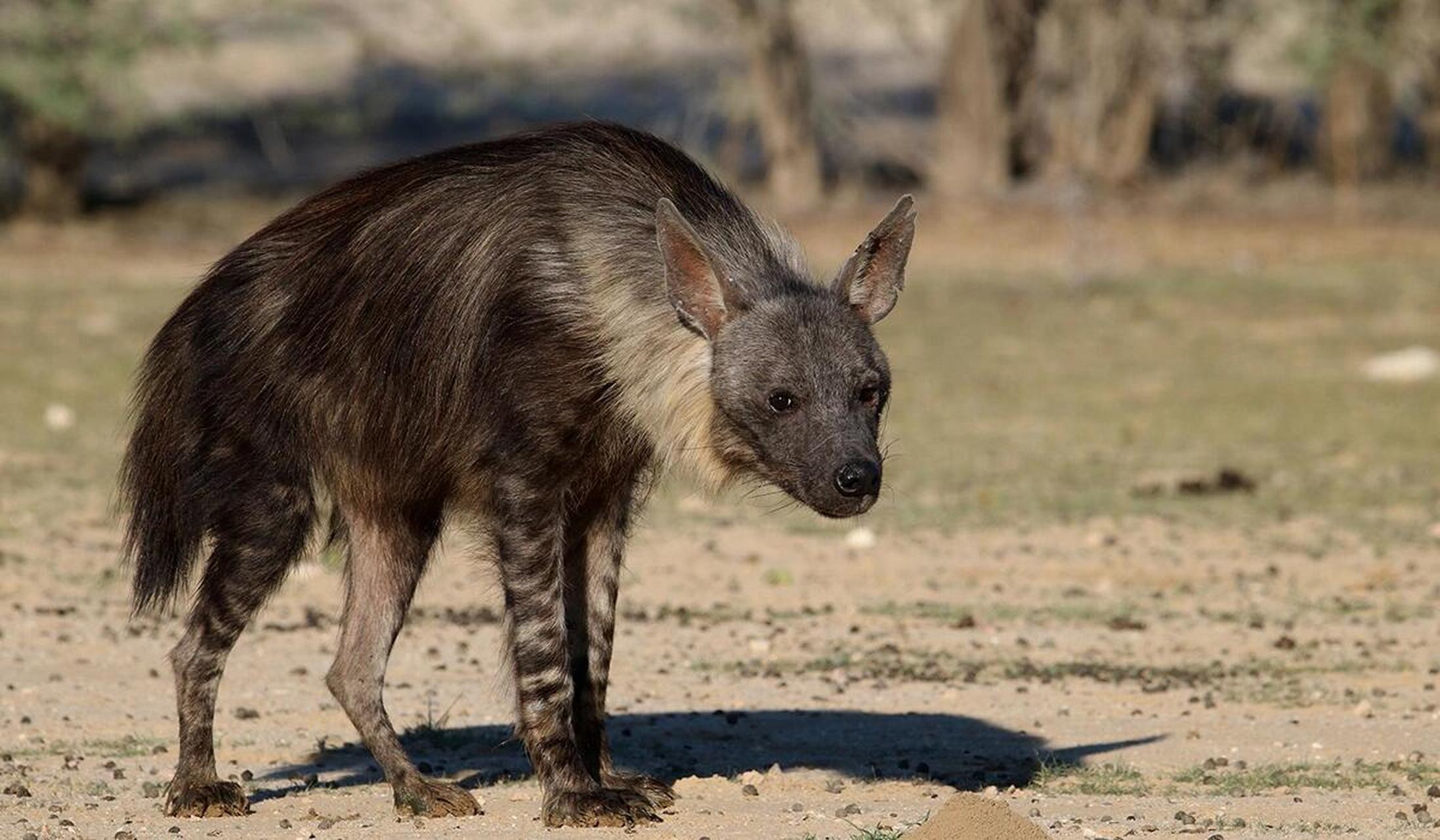 棕鬣狗 棕鬣狗是食肉目鬣狗科棕鬣狗属哺乳动物.体形中等.